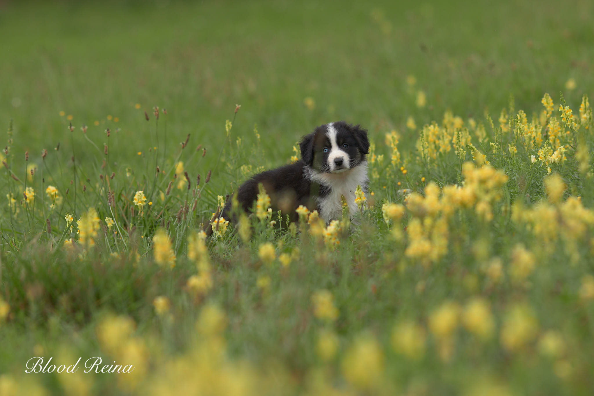 Berger Américain Miniature — Sport canin avec le Berger Américain Miniature : activités adaptées