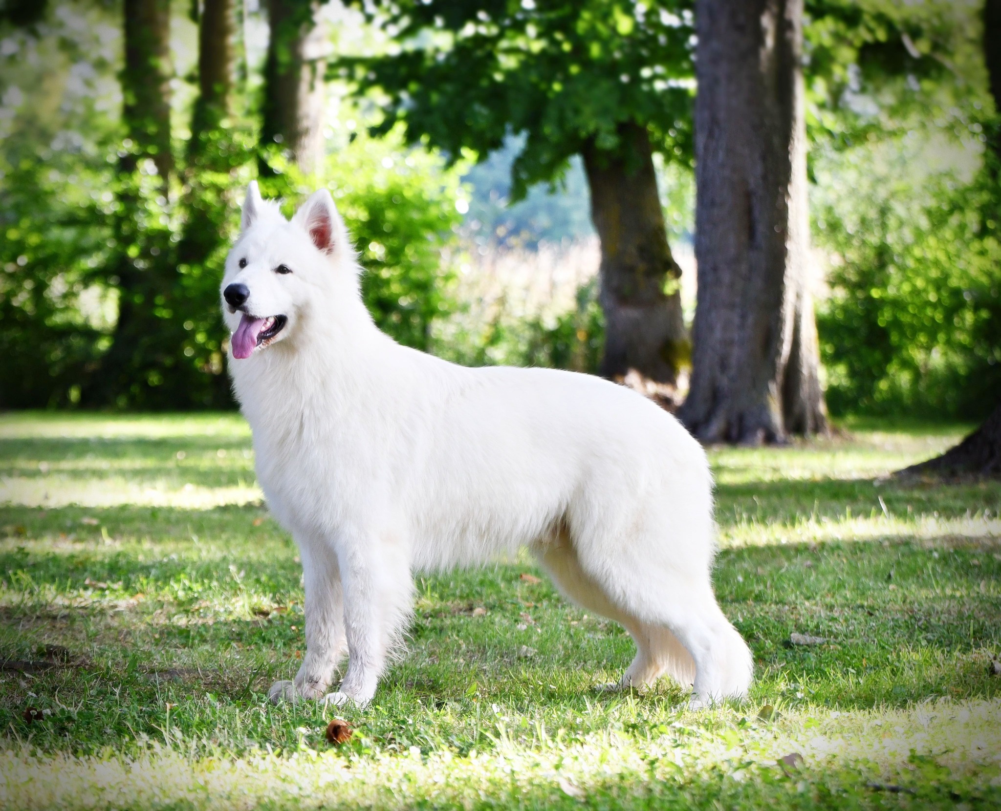 Berger Blanc Suisse Nord, élevage Bloodreina