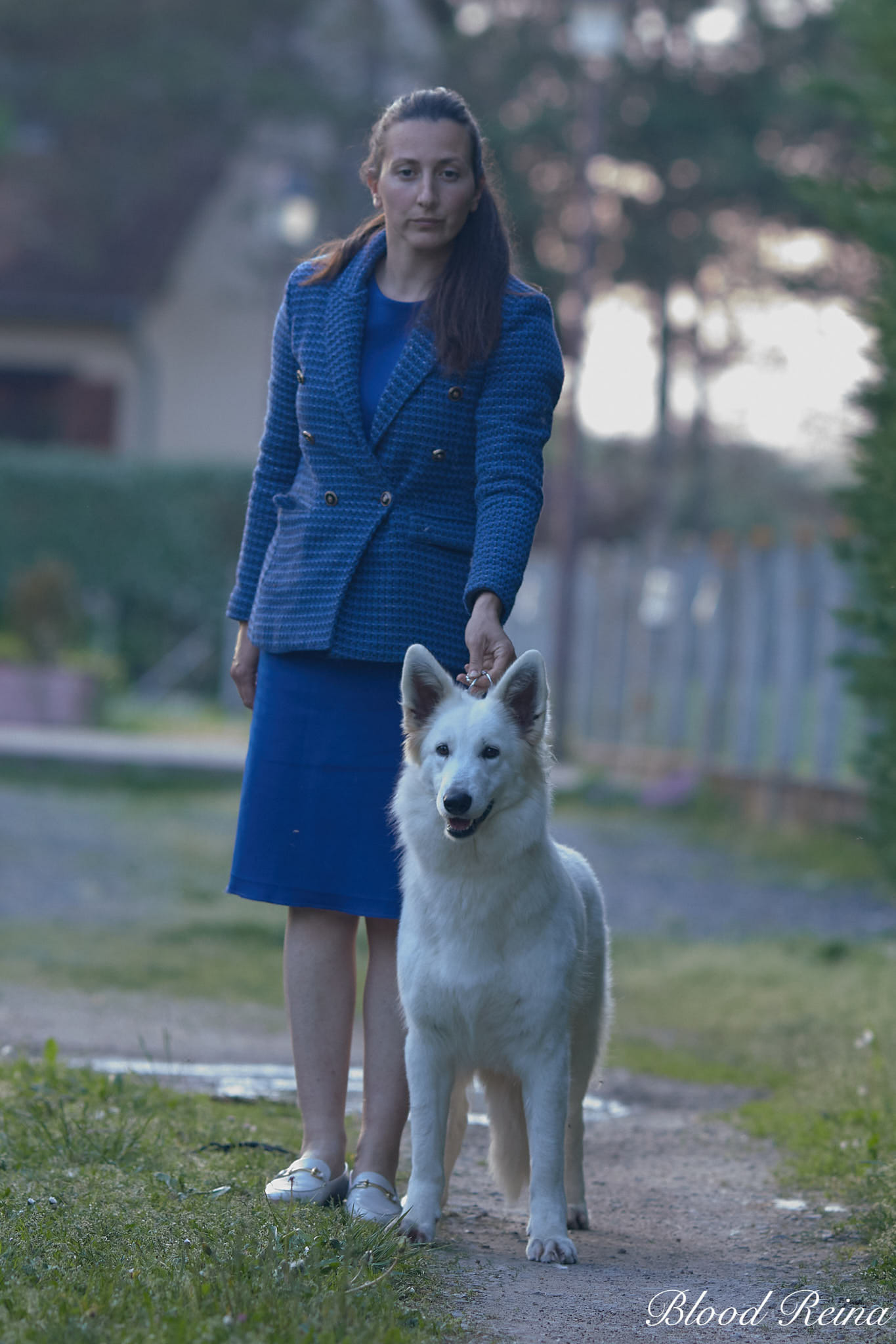 Berger Blanc Suisse Bouches-du-Rhône, élevage Bloodreina — photo 4