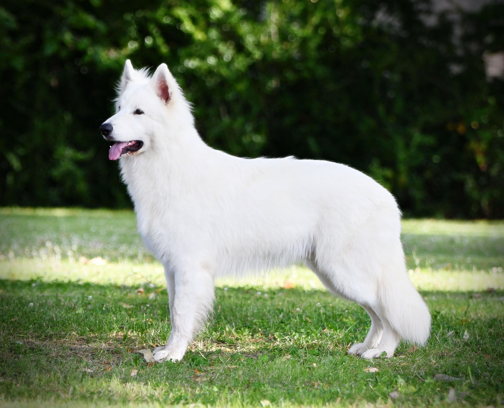 Berger Blanc Suisse Seine-et-Marne, élevage Bloodreina — photo 1