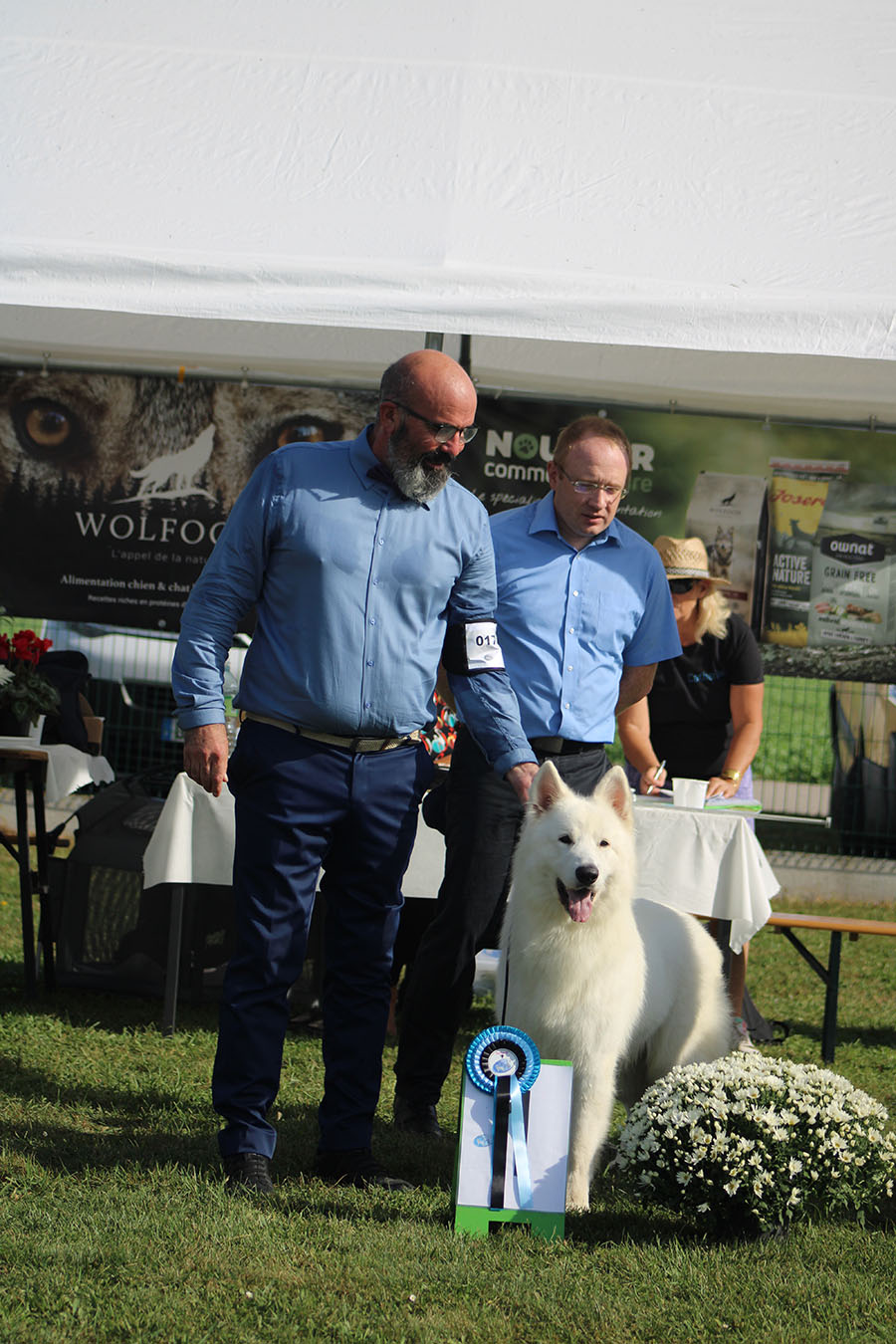 Berger Blanc Suisse Drôme, élevage Bloodreina — photo 3