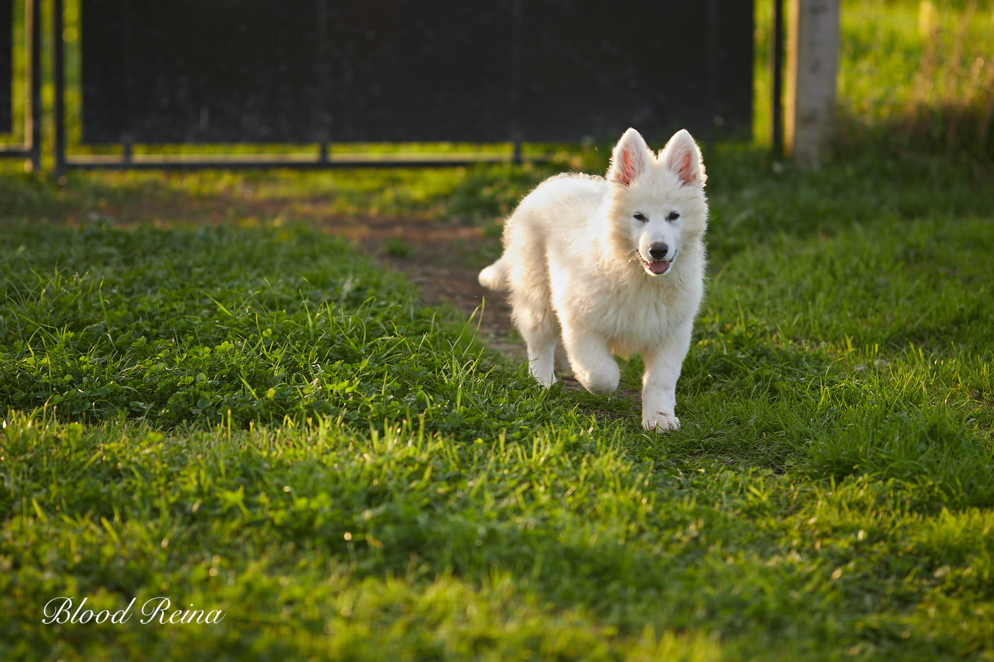 Berger Blanc Suisse Île-de-France, élevage Bloodreina — photo 4