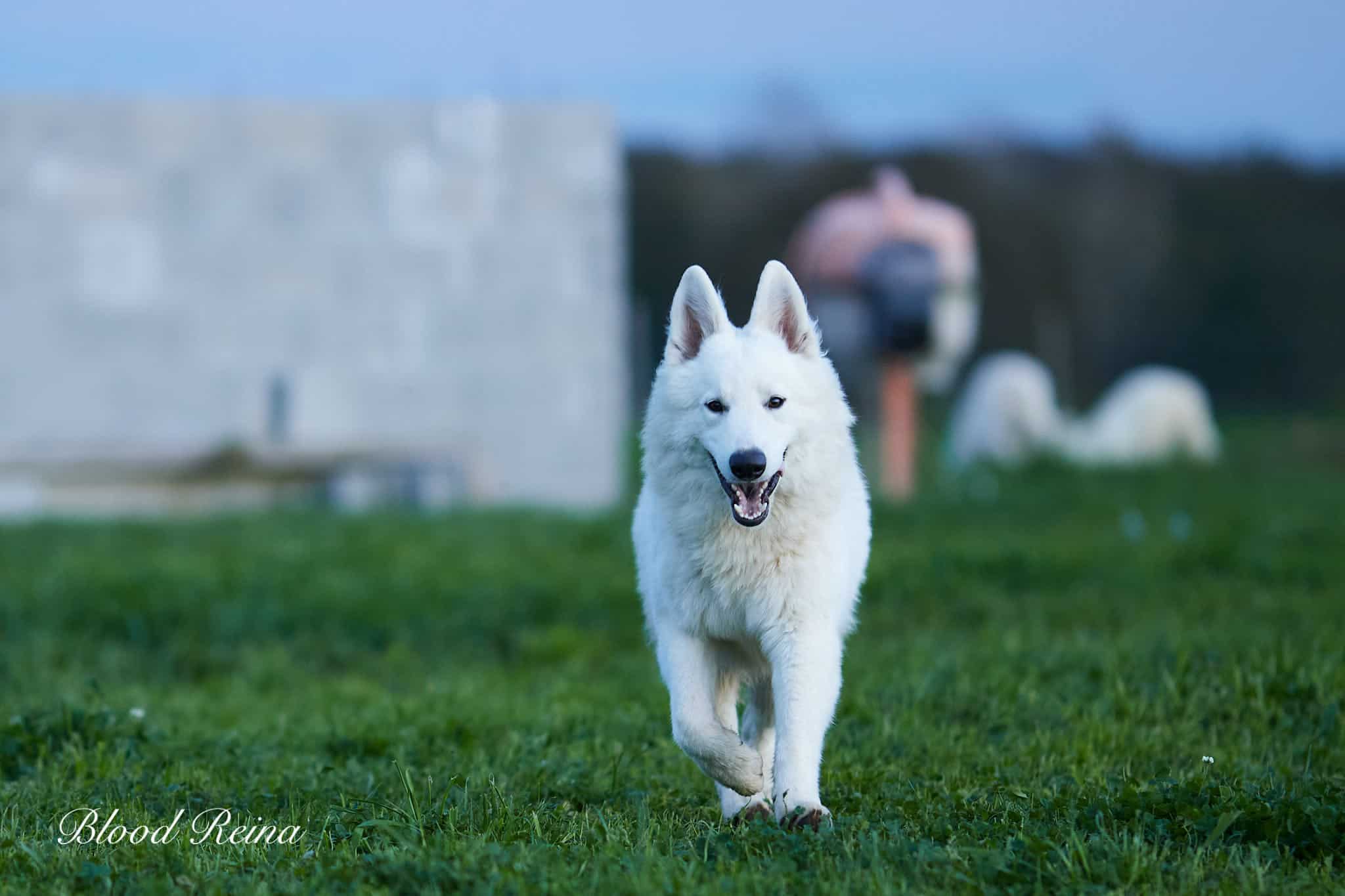 ICE — étalon Berger Blanc Suisse
