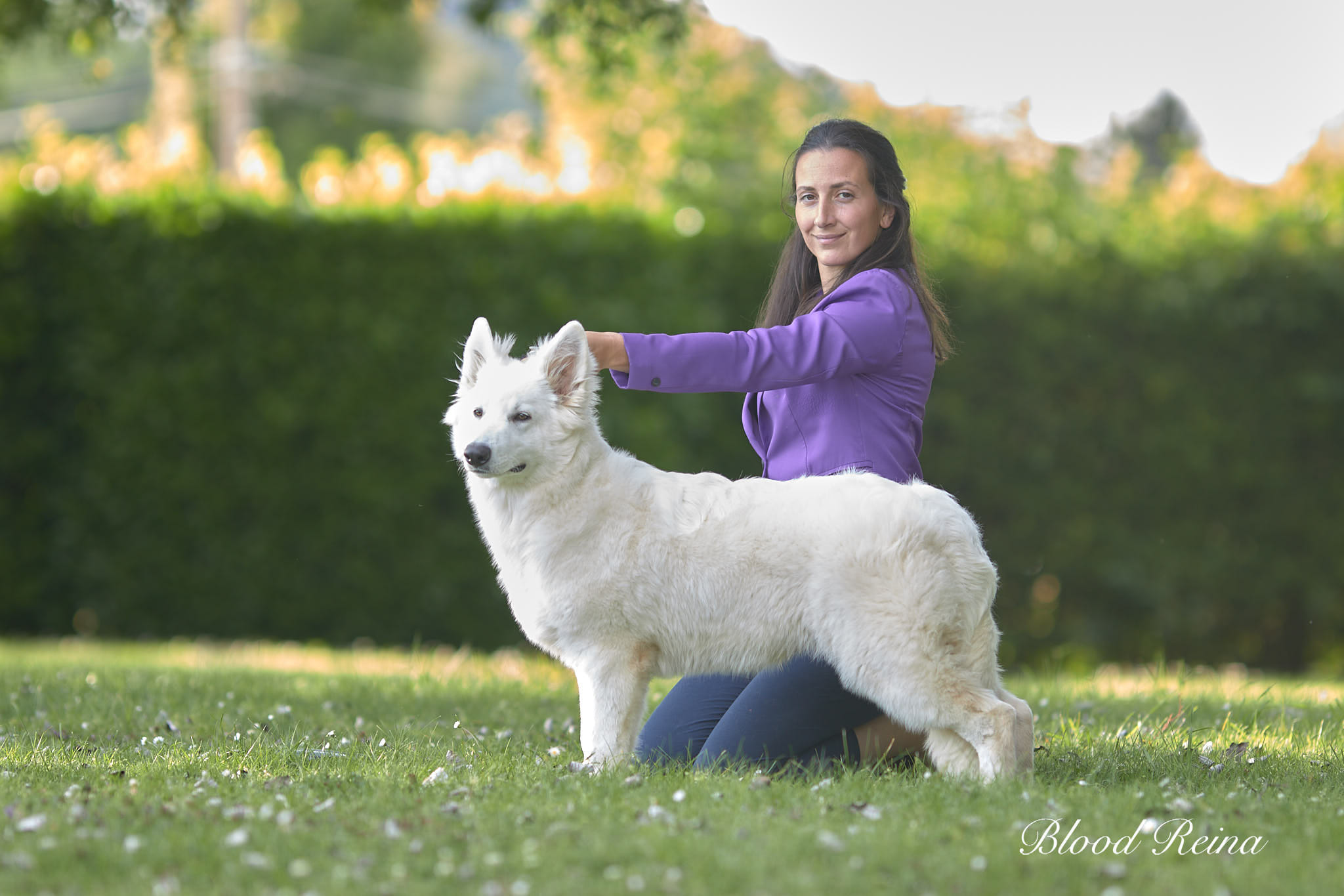 Berger Blanc Suisse Drôme, élevage Bloodreina
