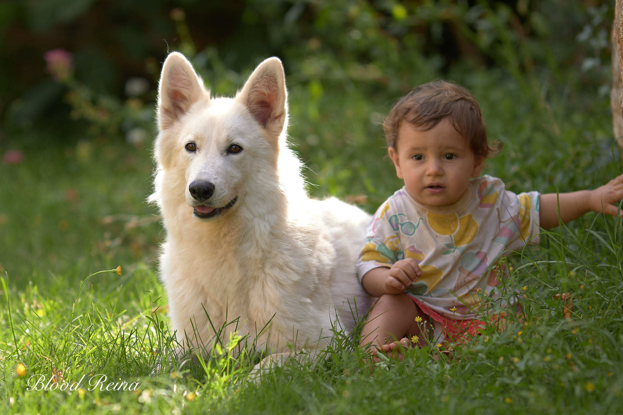 Berger Blanc Suisse Morbihan, élevage Bloodreina