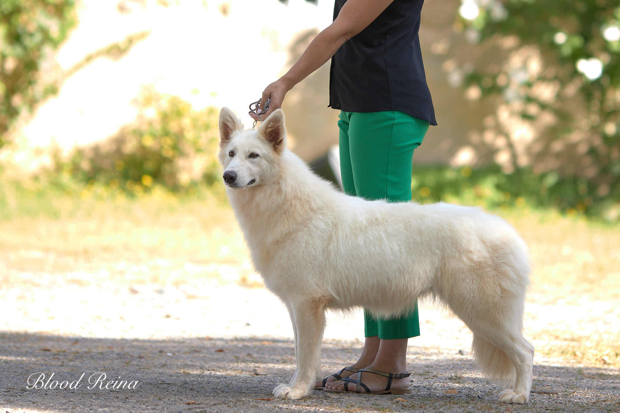 Berger Blanc Suisse en pose en extérieur — élevage Bloodreina