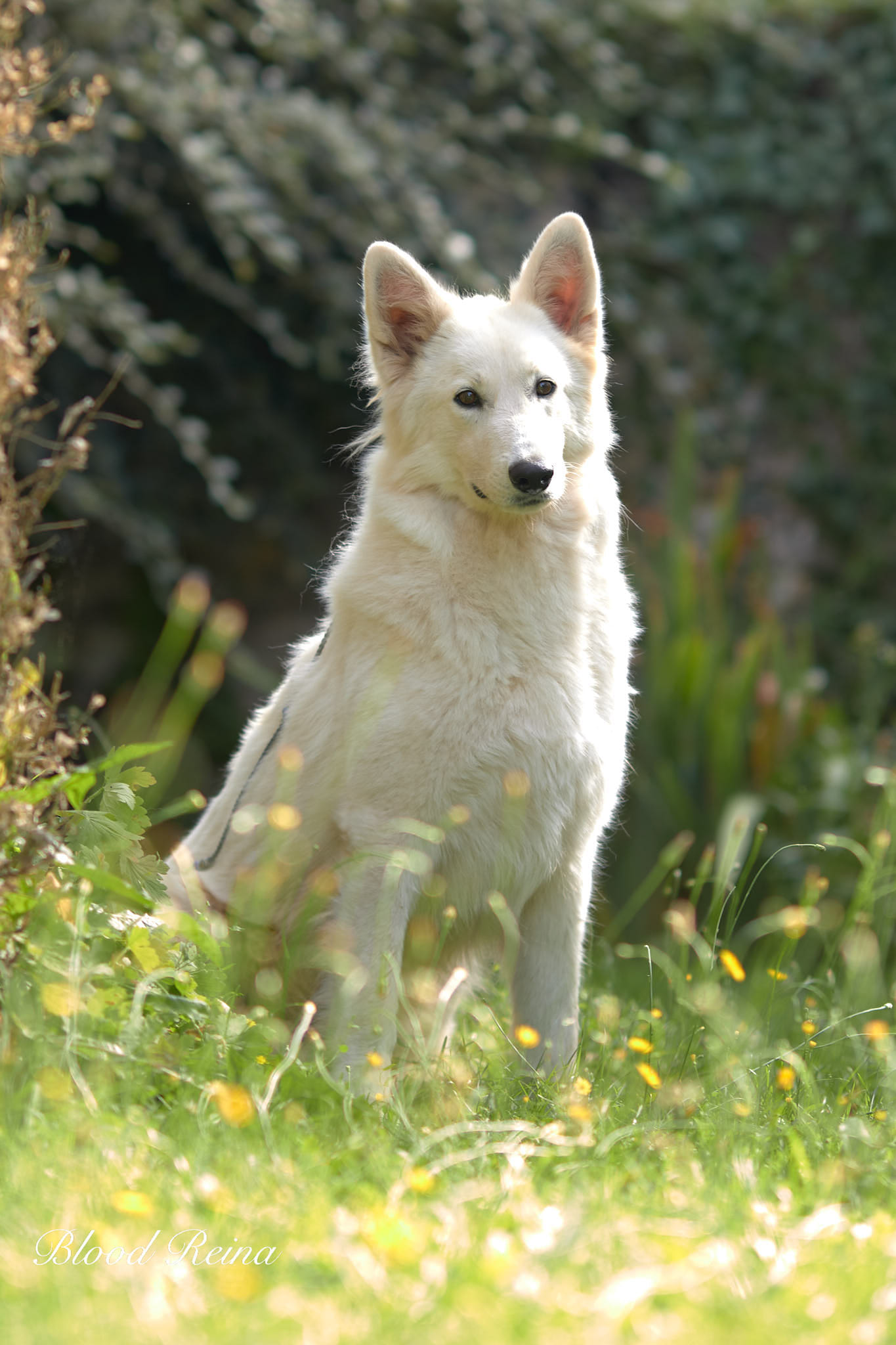 Berger Blanc Suisse Seine-et-Marne, élevage Bloodreina