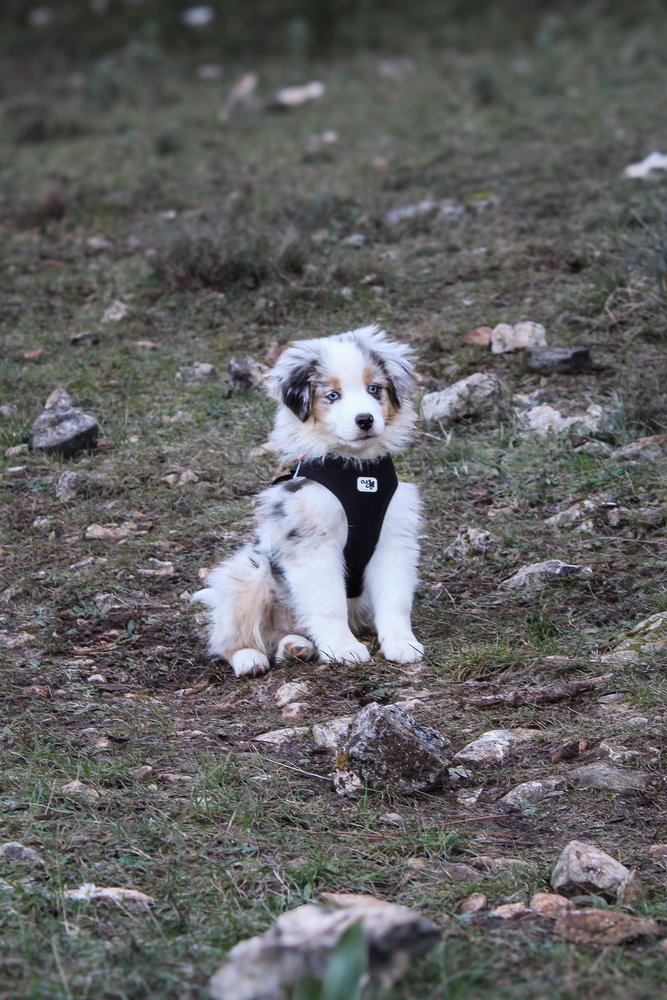 Berger Américain Miniature chiot portrait en extérieur — élevage Bloodreina
