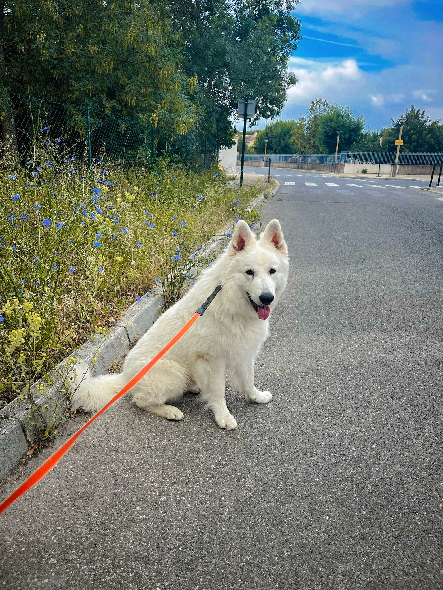 Berger Blanc Suisse Nice, élevage Bloodreina — photo 4
