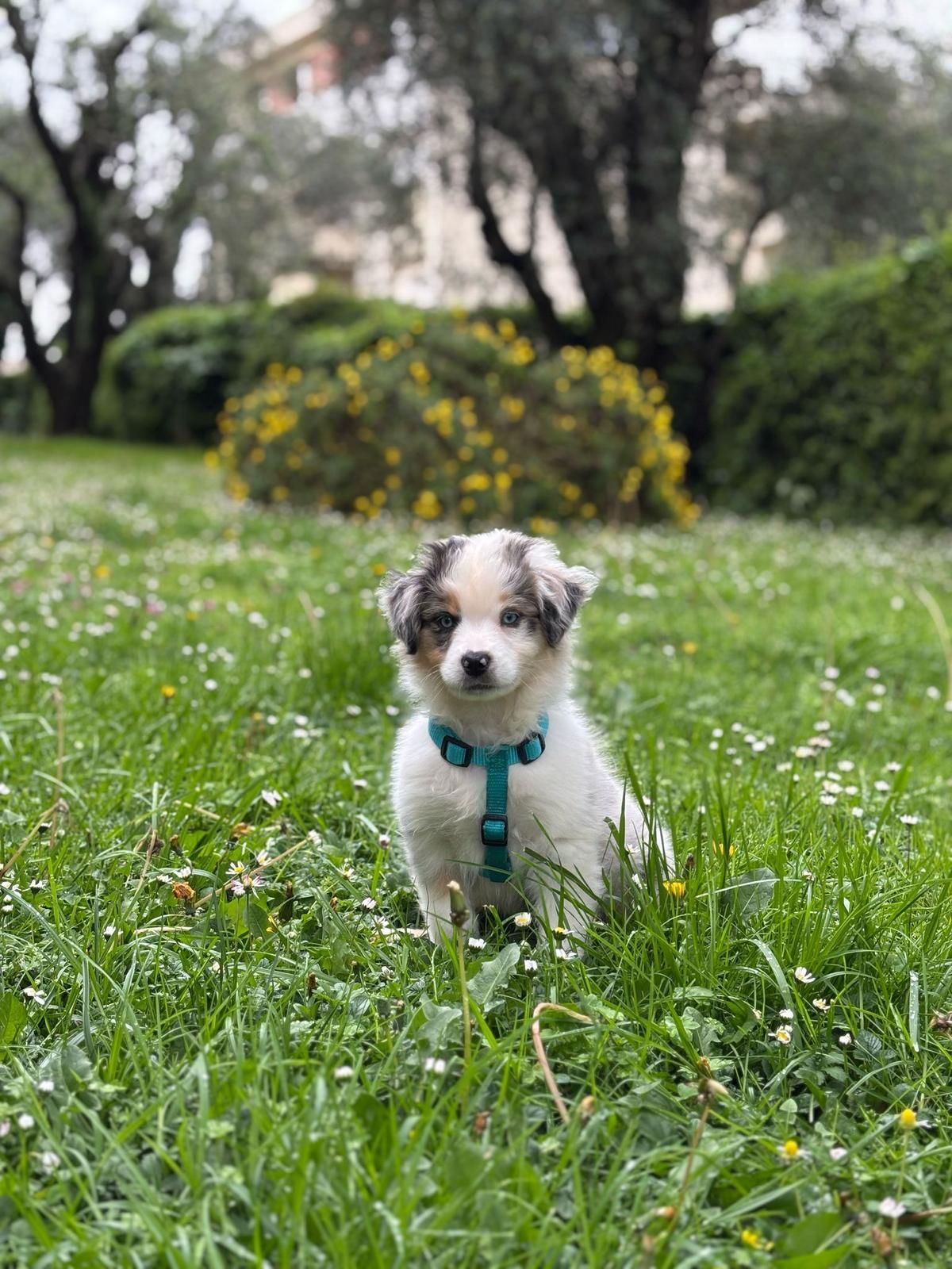 Berger Américain Miniature chiot portrait en extérieur — élevage Bloodreina
