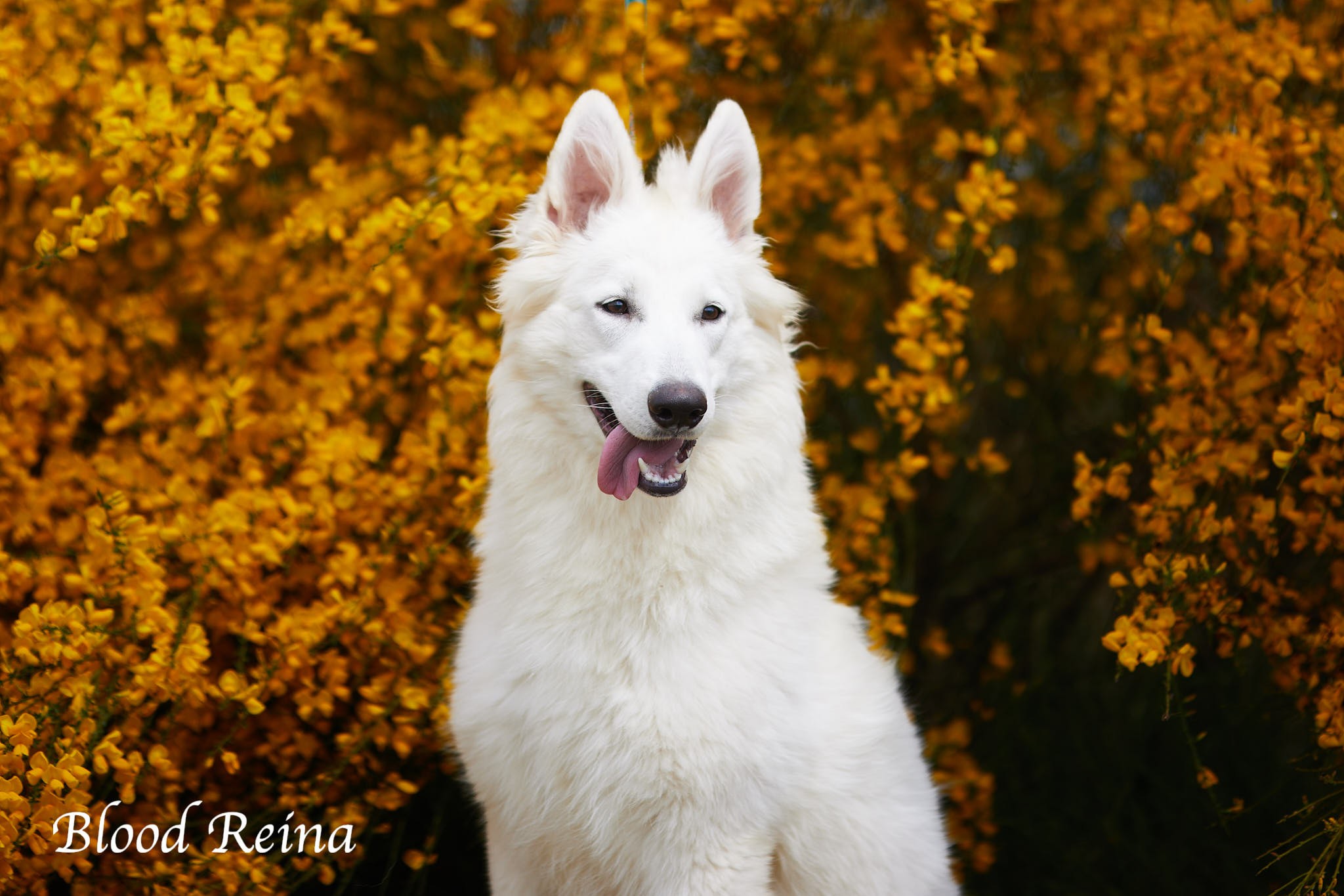 Berger Blanc Suisse adulte portrait en extérieur — élevage Bloodreina