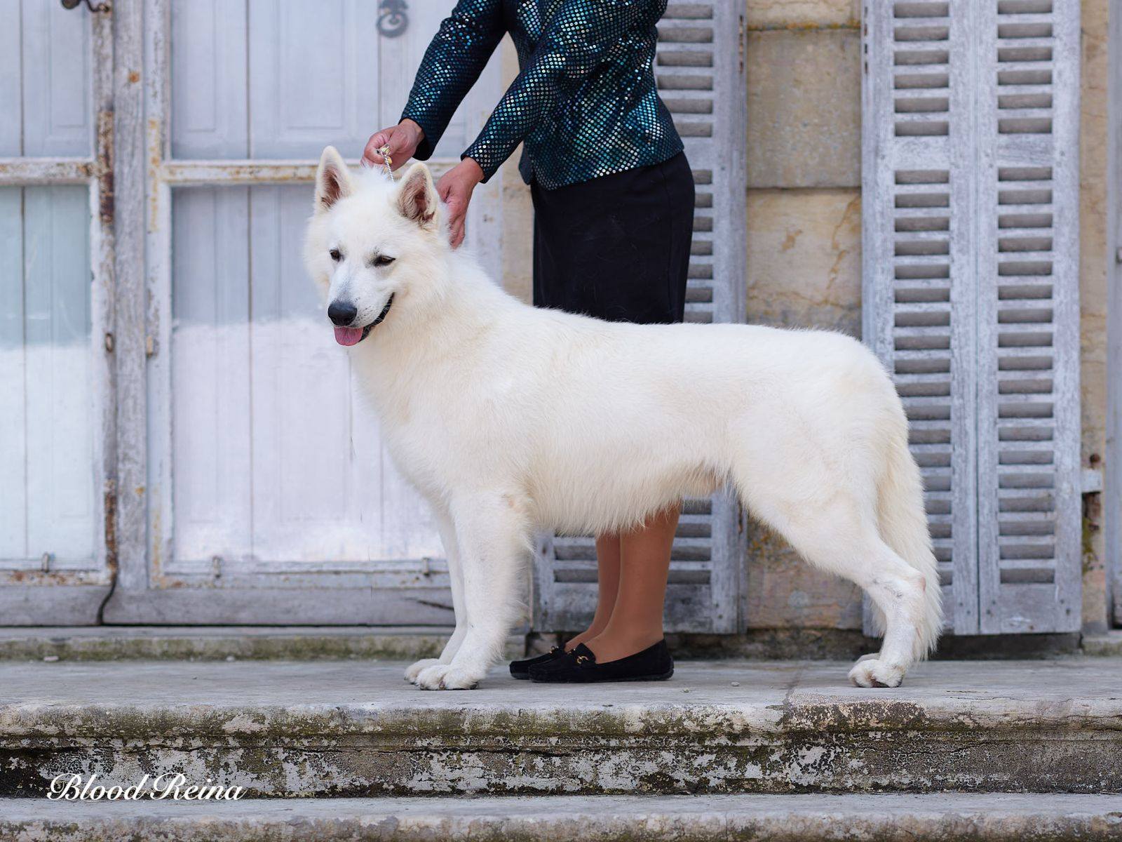 Tarifs BBS — Bloodreina pour Haute-Vienne