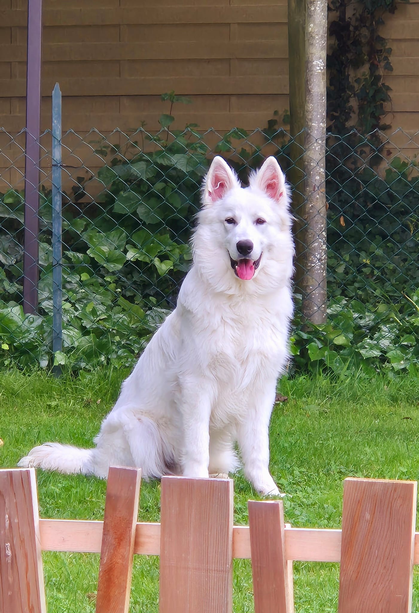 Berger Blanc Suisse Bloodreina