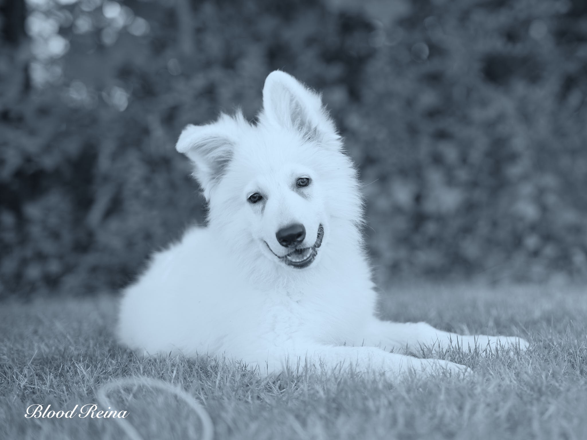 Berger Blanc Suisse Ain, élevage Bloodreina — photo 2