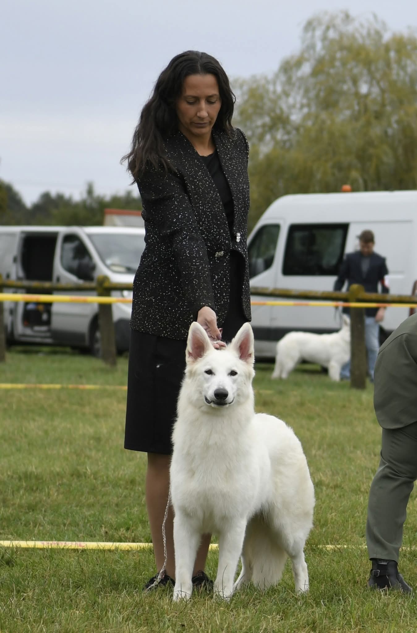 Berger Blanc Suisse — élevage Bloodreina