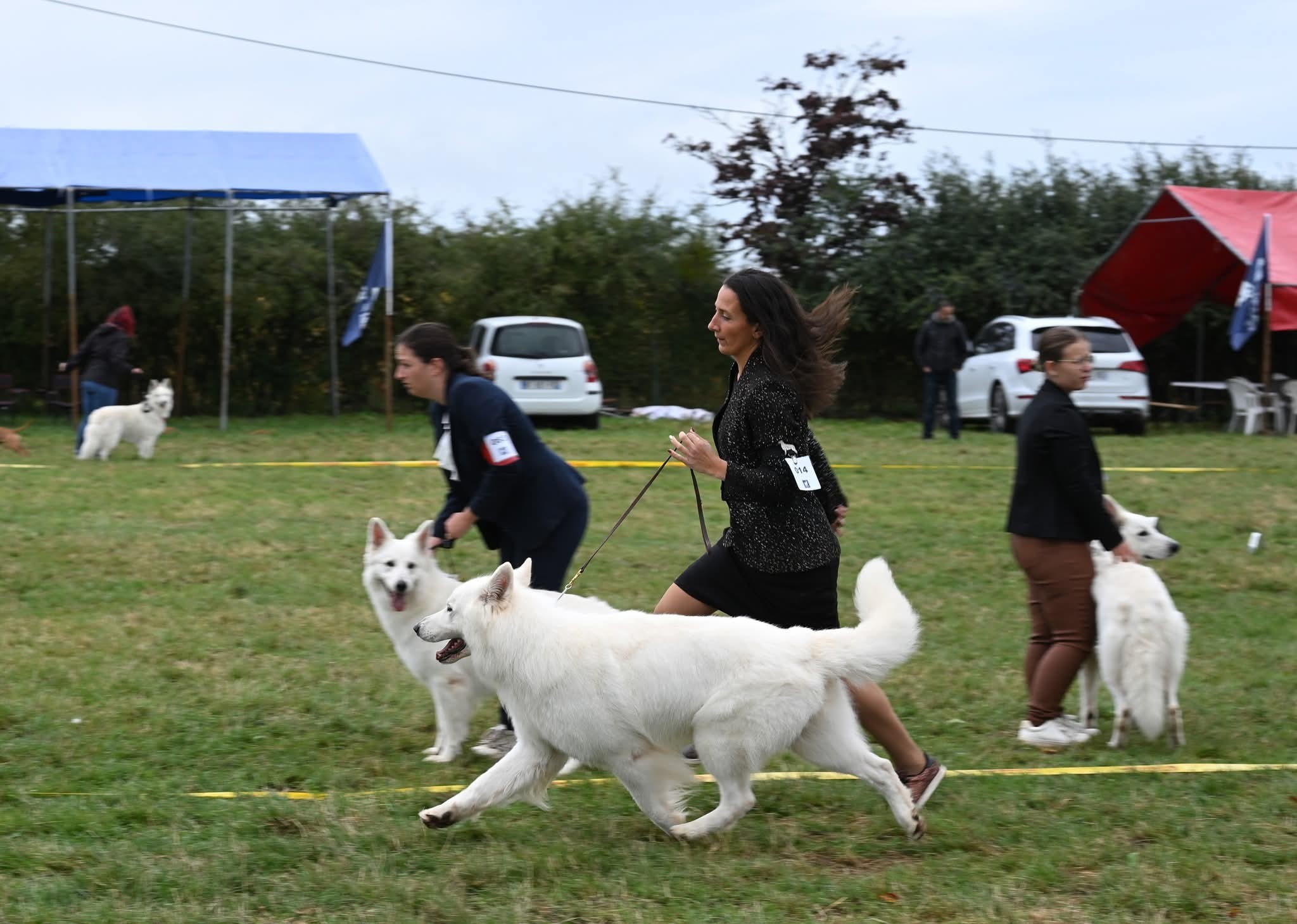 Berger Blanc Suisse Finistère, élevage Bloodreina — photo 1