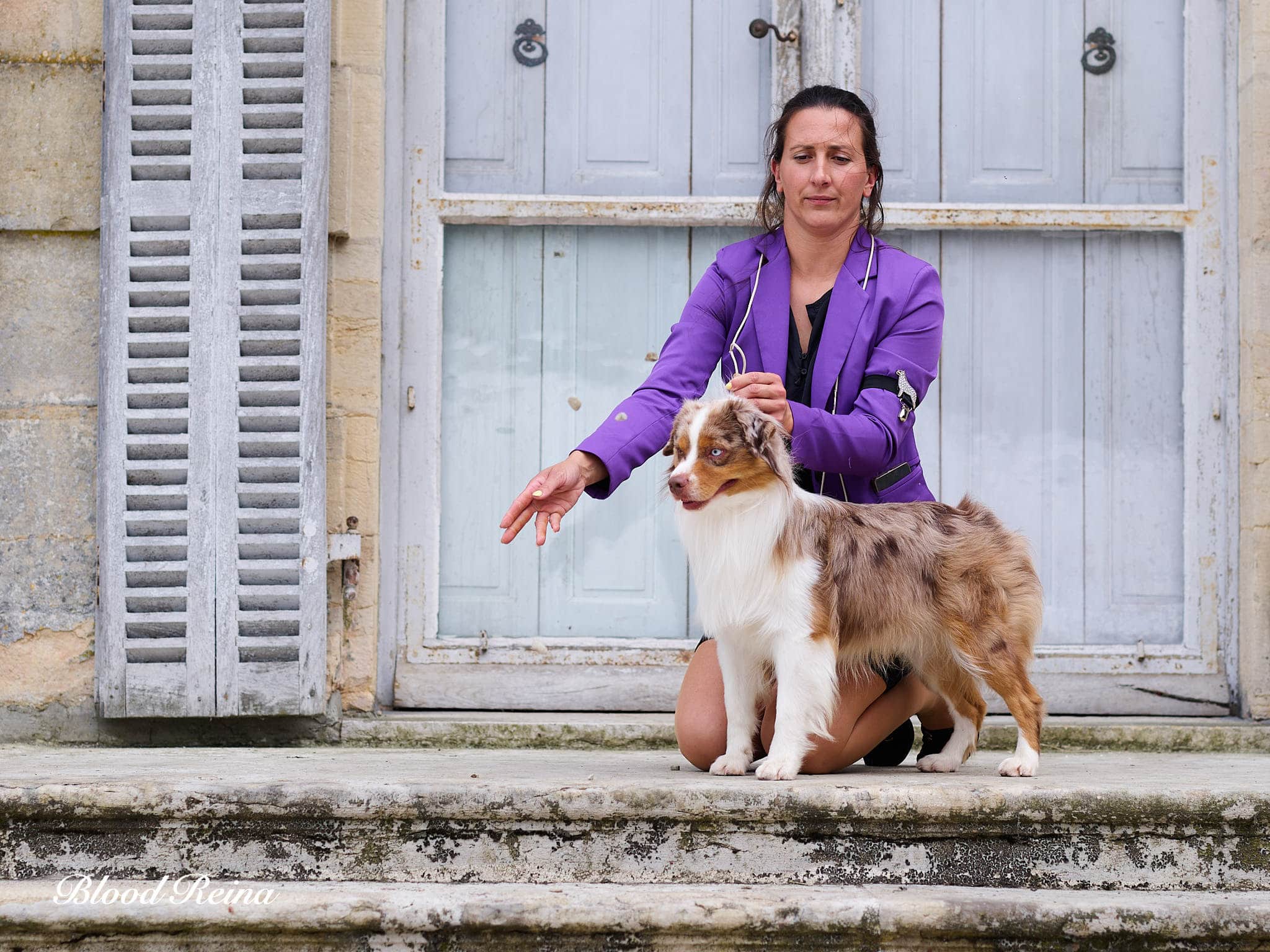 Berger Américain Miniature Provence