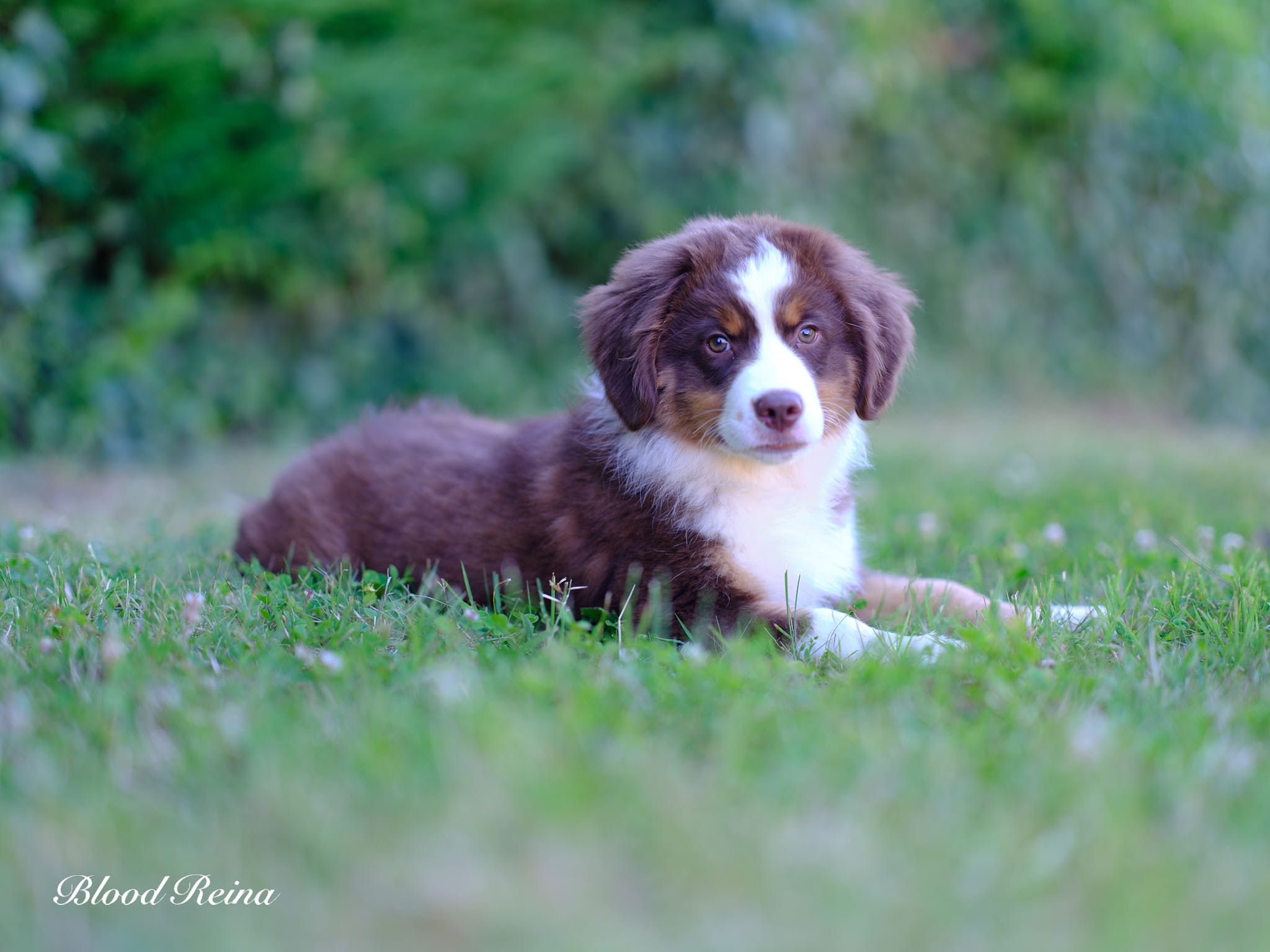 Berger Américain Miniature — Conseils pour une nuit tranquille avec votre chiot Berger Américain Miniature