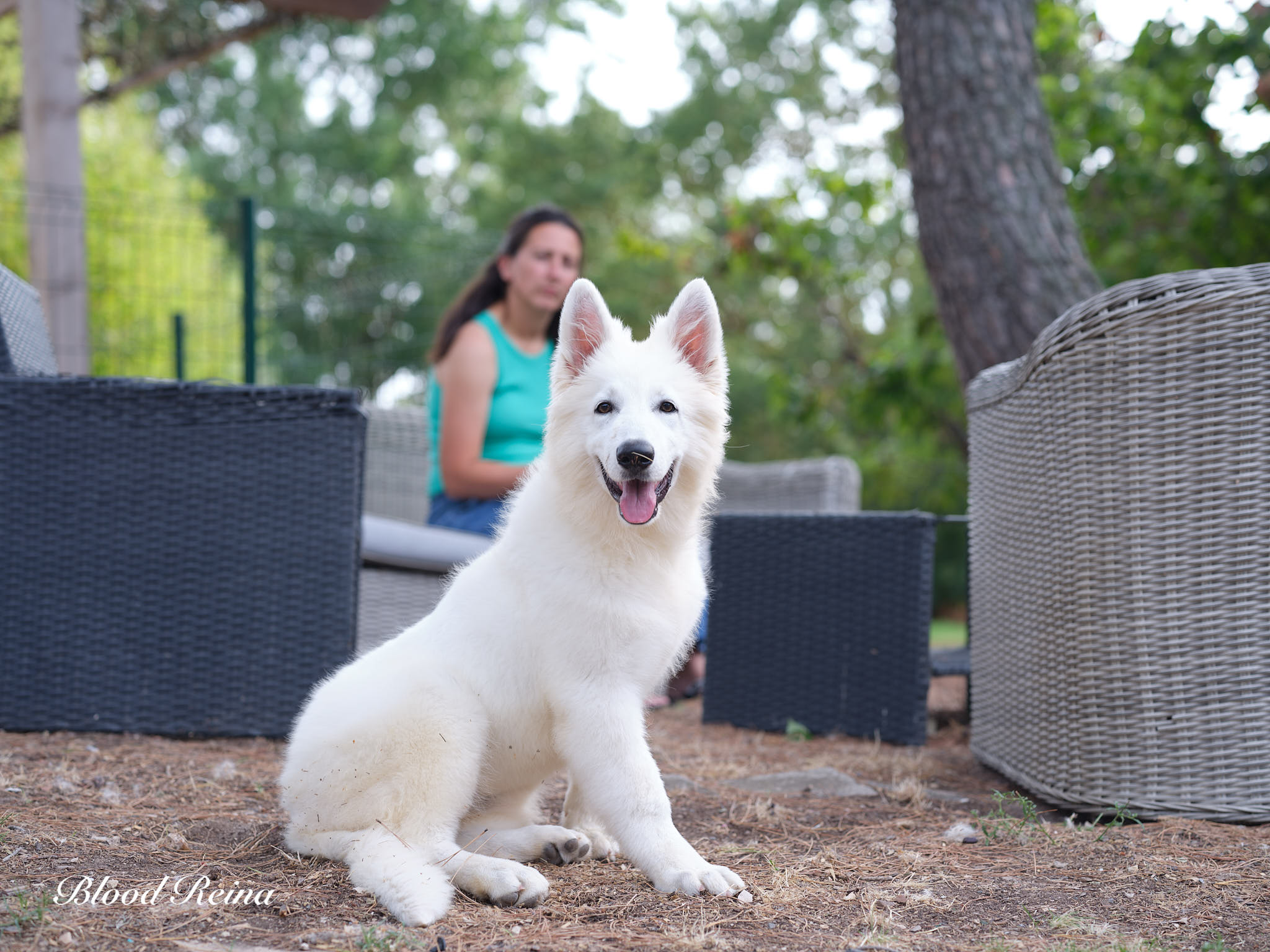 Berger Blanc Suisse Rhône-Alpes, élevage Bloodreina — photo 4