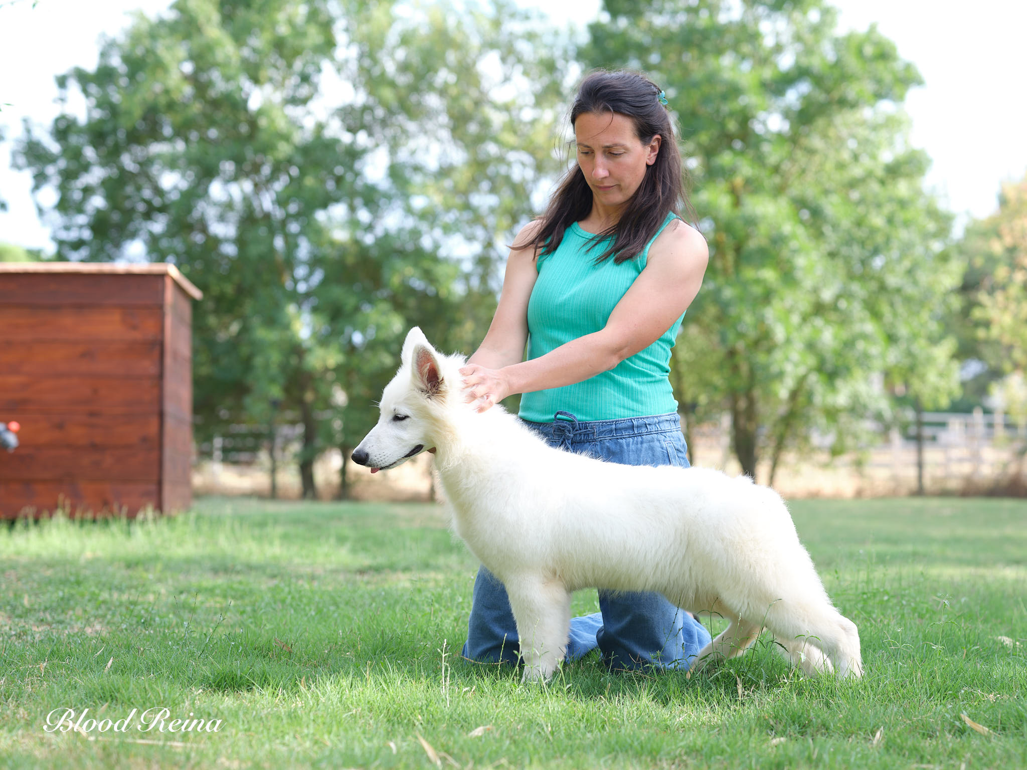 Berger Blanc Suisse — élevage Bloodreina