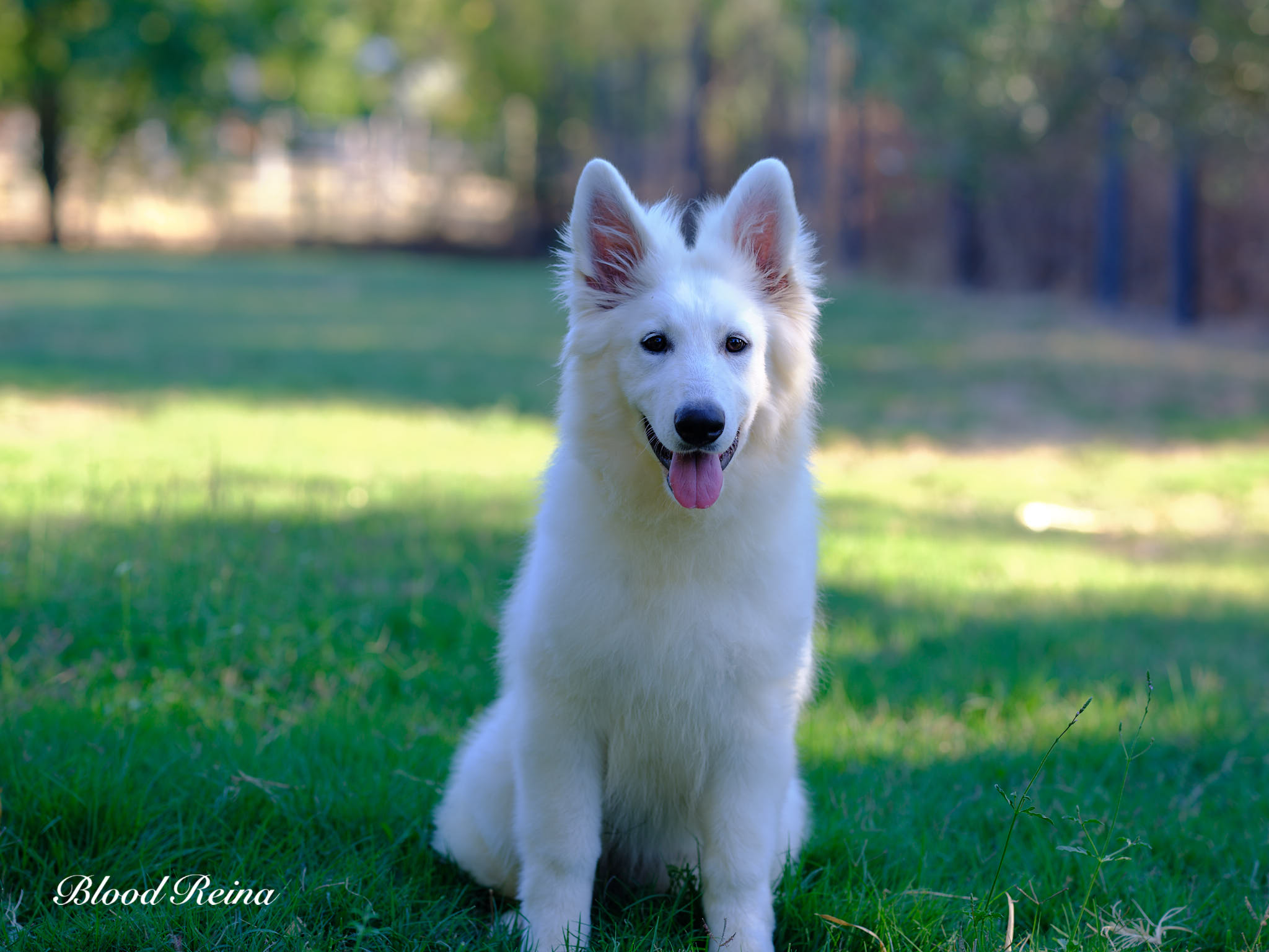 Berger Blanc Suisse — Bloodreina pour Hérault