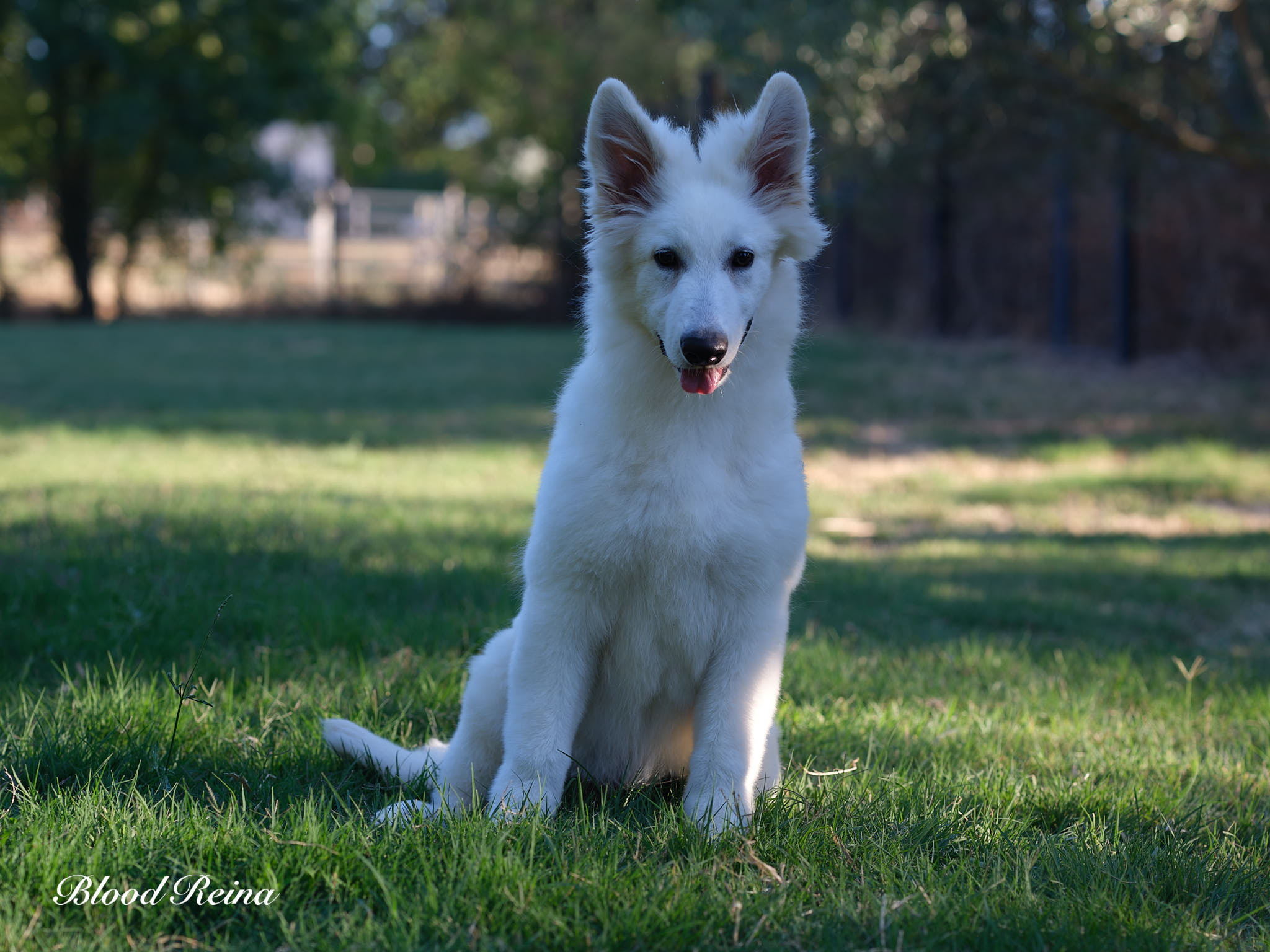 Berger Blanc Suisse Vaucluse, élevage Bloodreina — photo 2