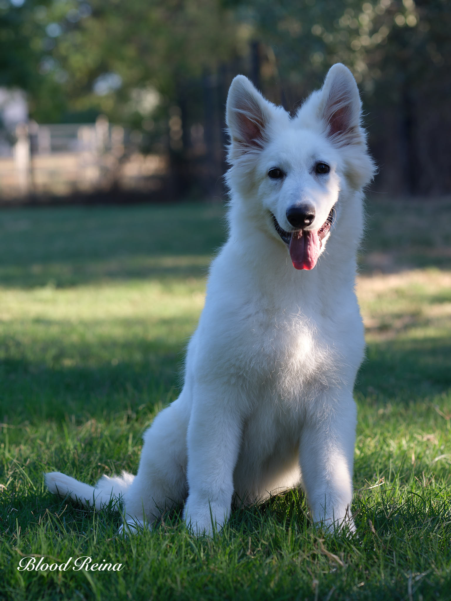 Berger Blanc Suisse Normandie, élevage Bloodreina — photo 4