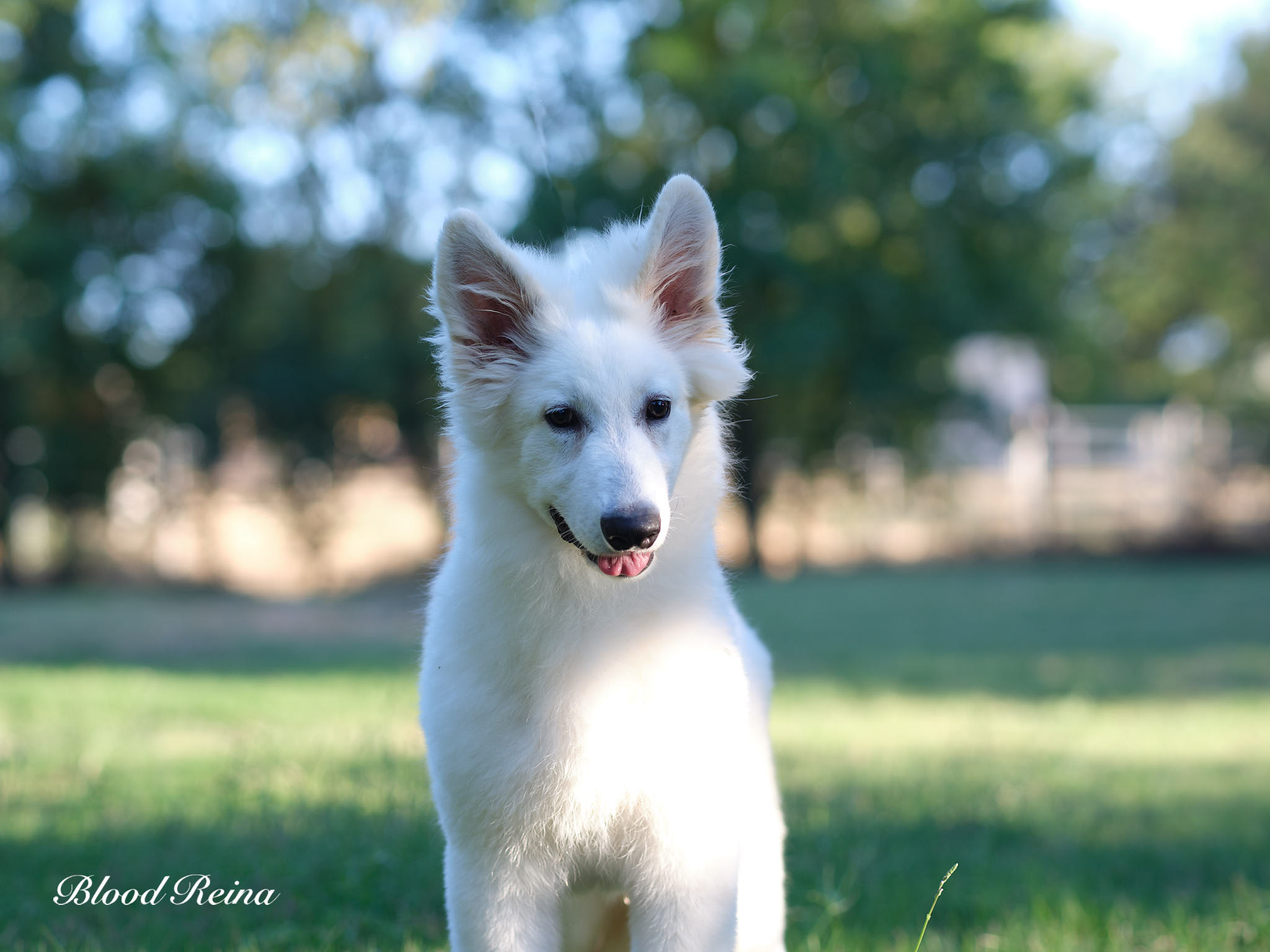Berger Blanc Suisse Aveyron, élevage Bloodreina — photo 4