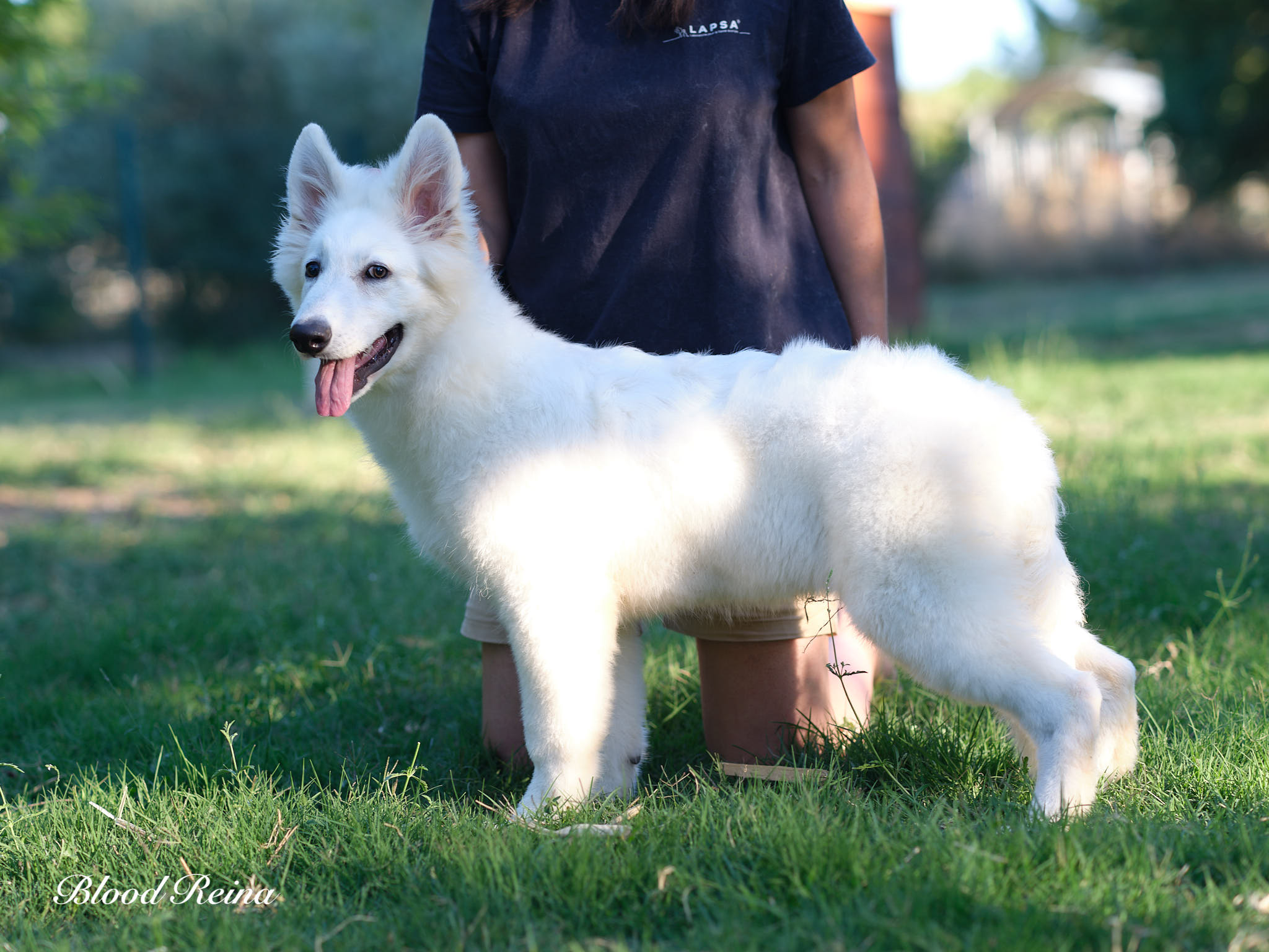 Berger Blanc Suisse Vendée, élevage Bloodreina — photo 4