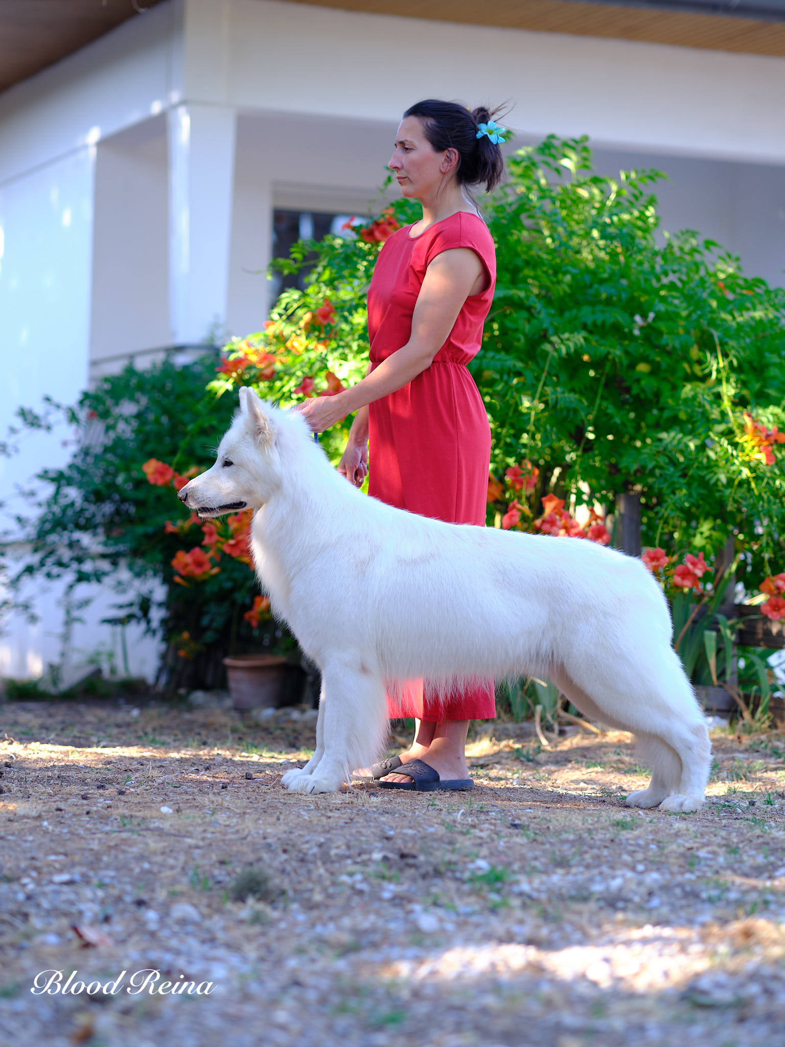 Berger Blanc Suisse Seine-Maritime, élevage Bloodreina — photo 1