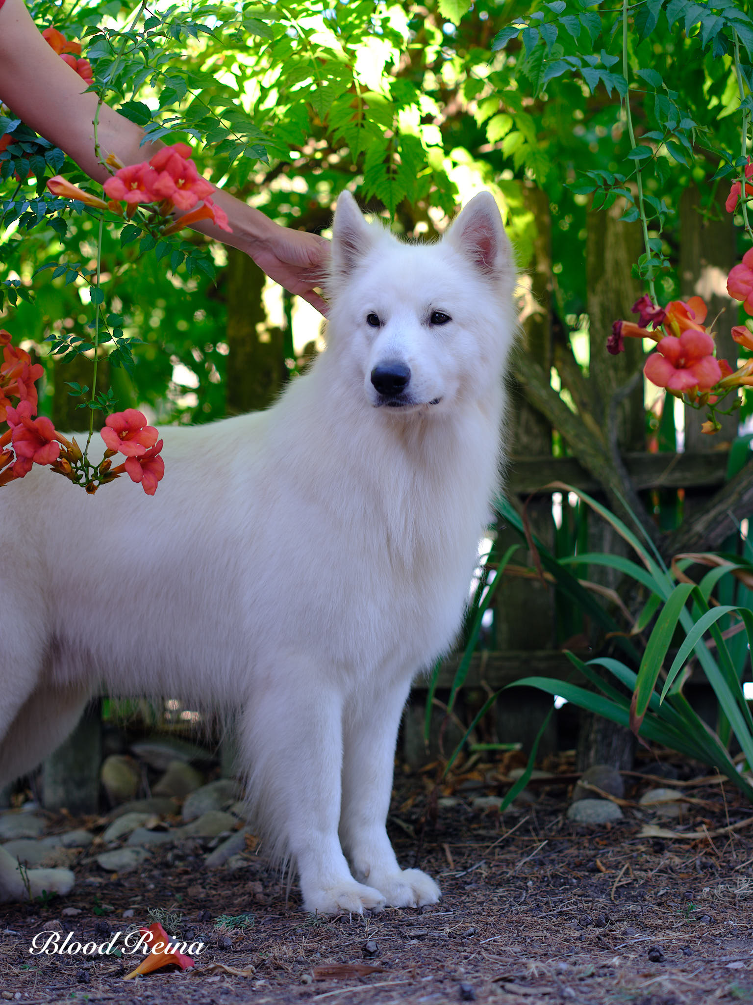 Berger Blanc Suisse adulte en pose en extérieur — élevage Bloodreina