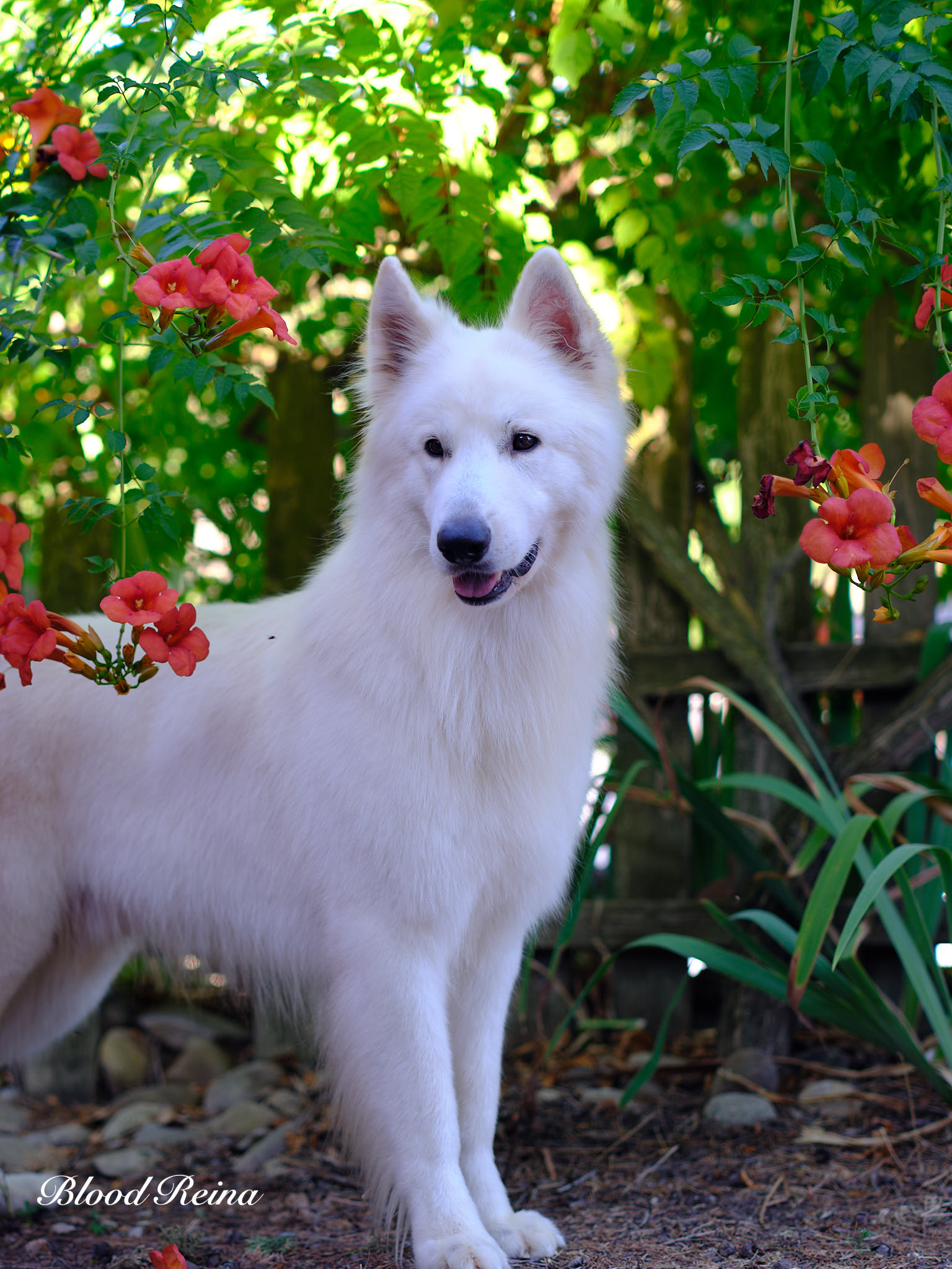 Berger Blanc Suisse adulte en pose en extérieur — élevage Bloodreina