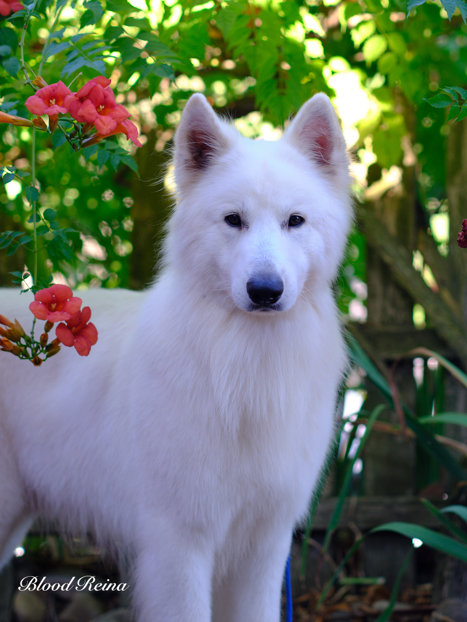 Berger Blanc Suisse Eure-et-Loir, élevage Bloodreina — photo 3