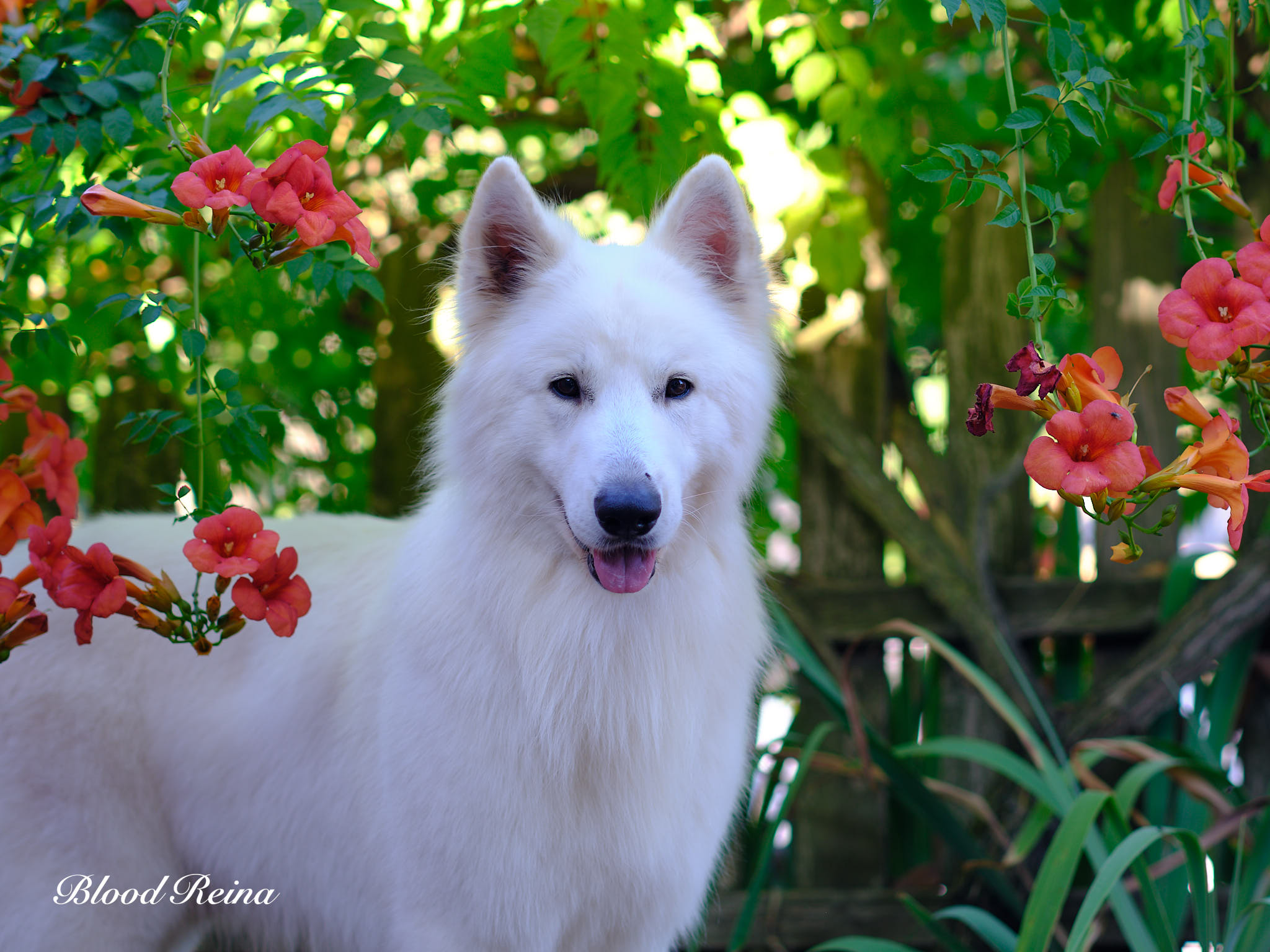 Berger Blanc Suisse Rhône-Alpes, élevage Bloodreina