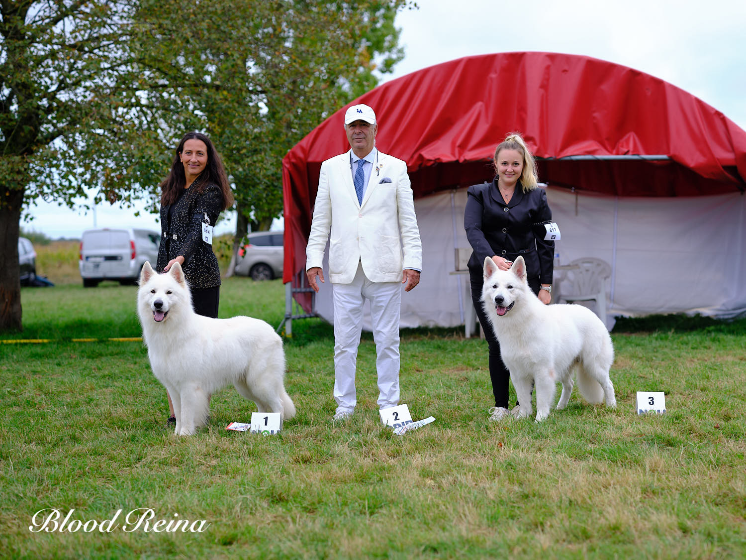 Berger Blanc Suisse Meurthe-et-Moselle, élevage Bloodreina — photo 4