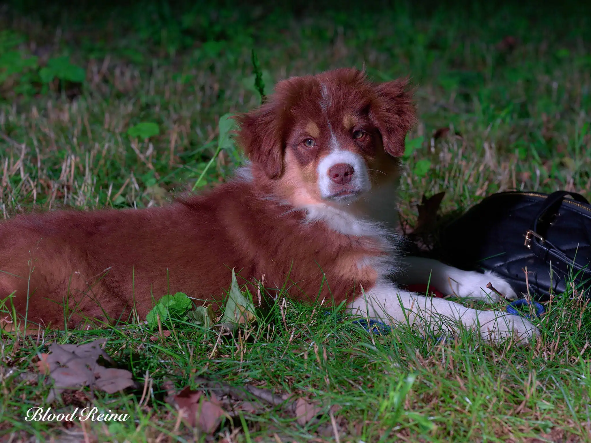 Berger Américain Miniature chiot en pose en extérieur — élevage Bloodreina