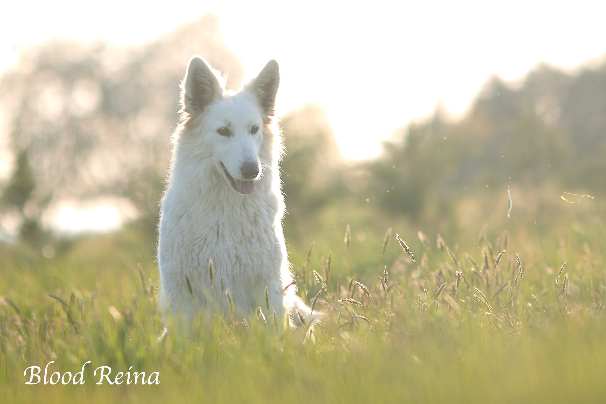 Berger Blanc Suisse Charente-Maritime, élevage Bloodreina — photo 2