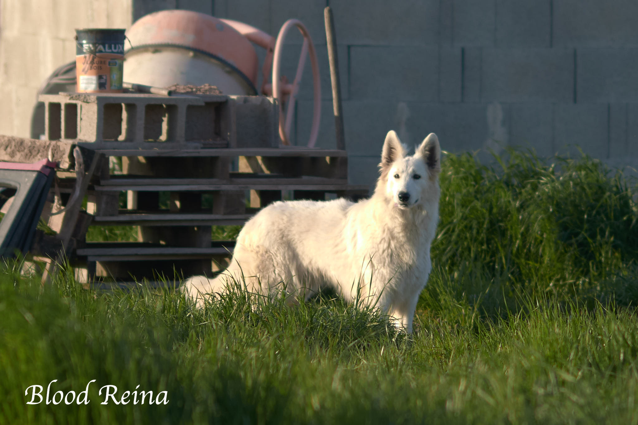 Berger Blanc Suisse adulte en pose en extérieur — élevage Bloodreina