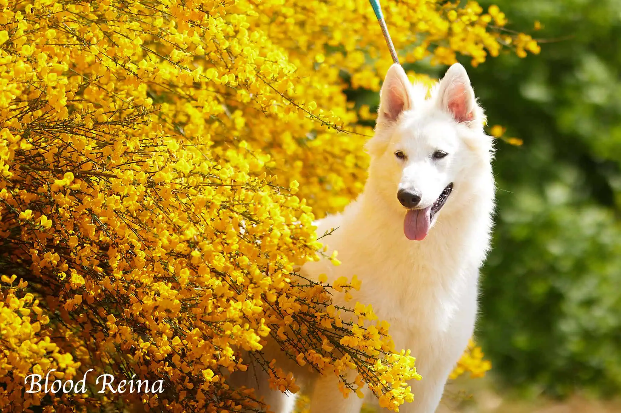 Berger Blanc Suisse Aube, élevage Bloodreina — photo 1