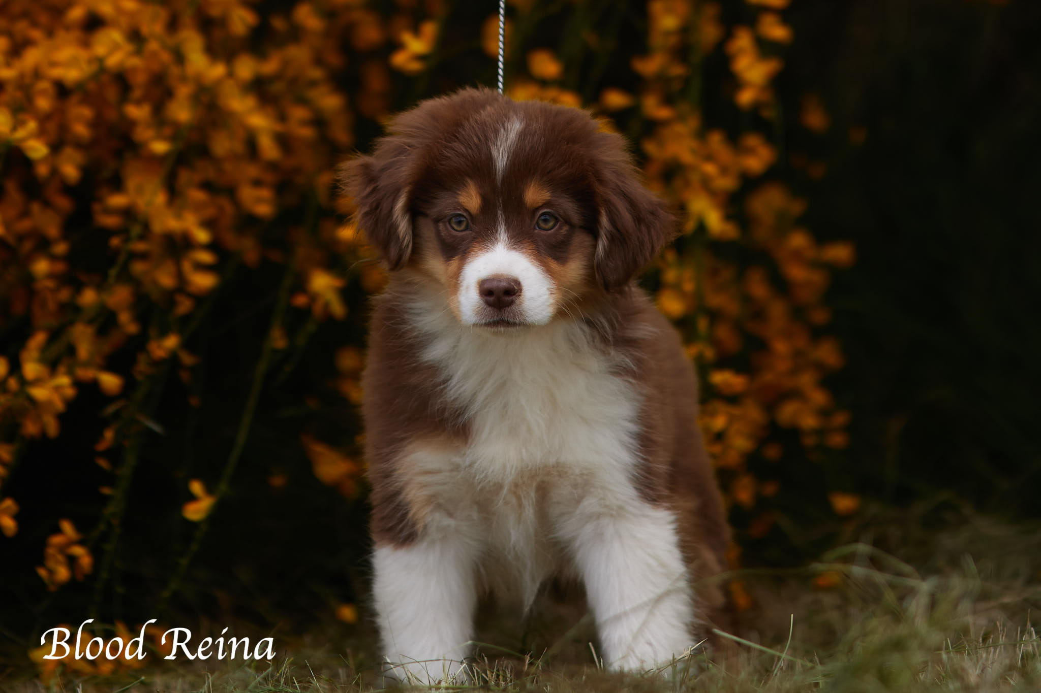 Berger Américain Miniature chiot portrait en extérieur — élevage Bloodreina