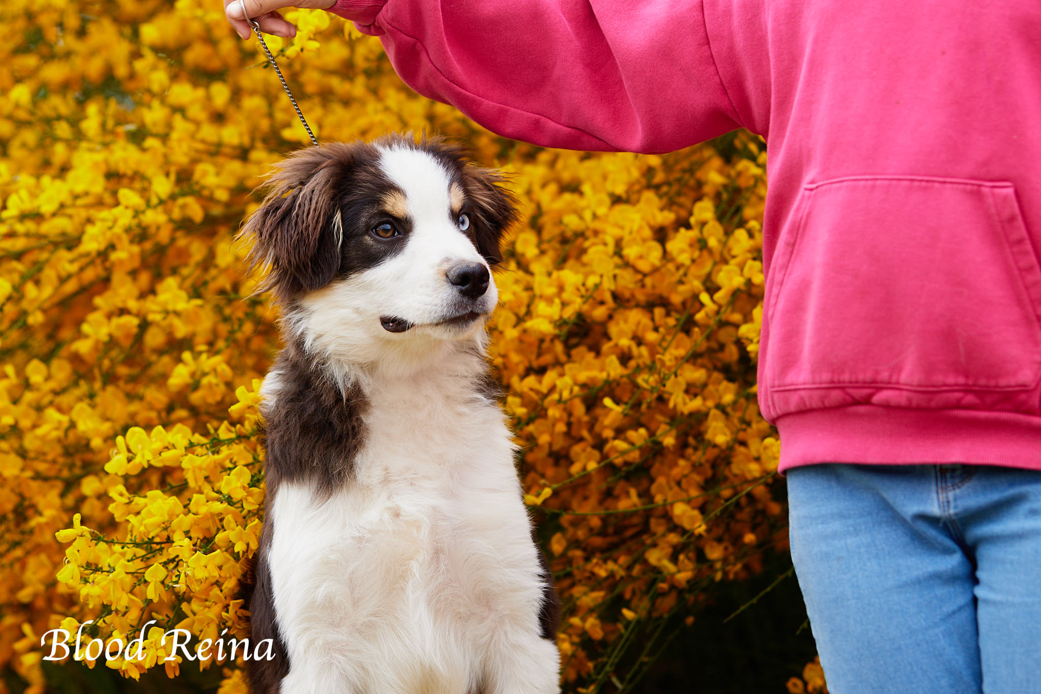 Berger Américain Miniature chiot en pose en extérieur — élevage Bloodreina