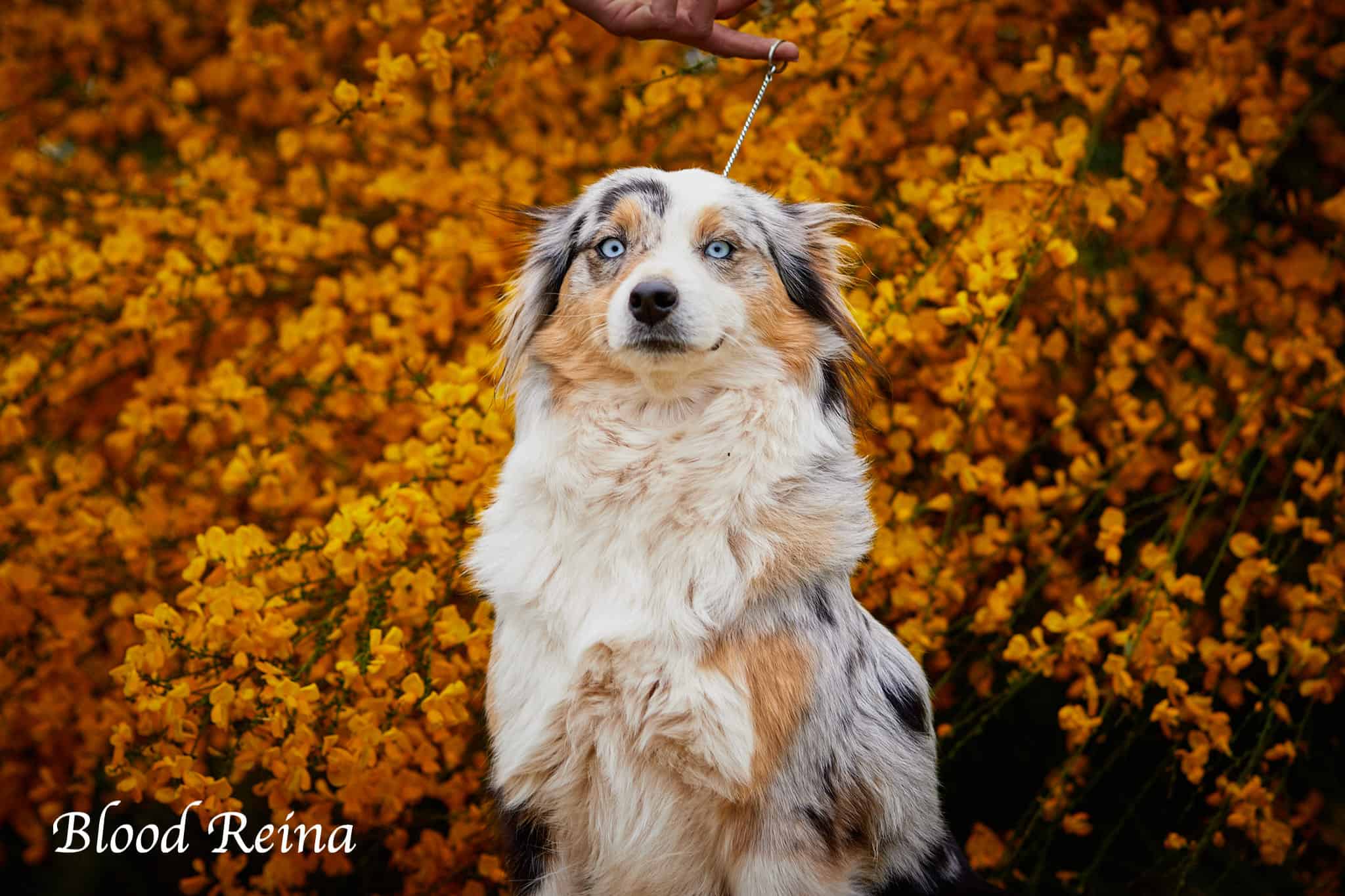 Élevage Berger Américain Miniature