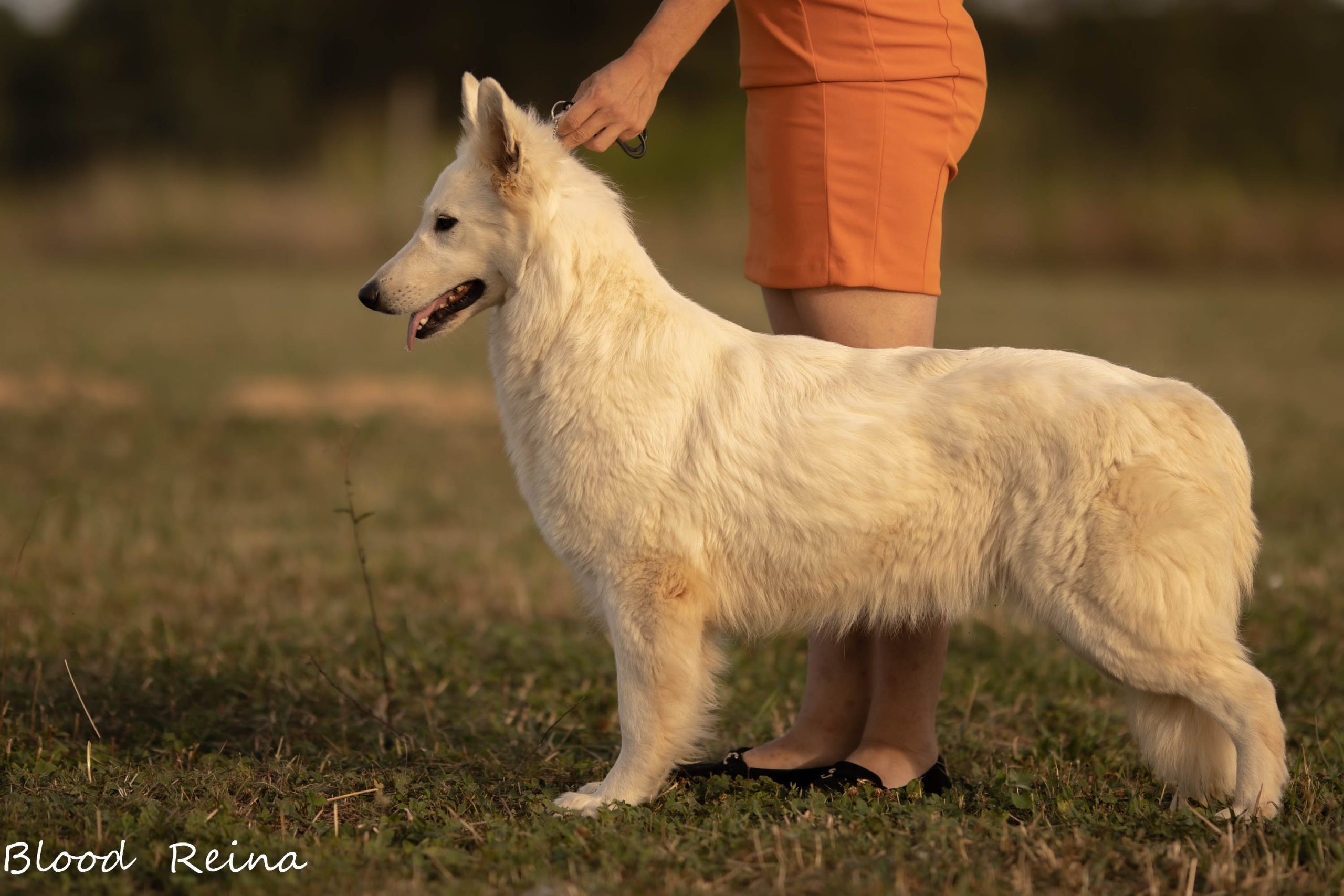 Berger Blanc Suisse — Conseils pour une nuit tranquille avec votre chiot Berger Blanc Suisse