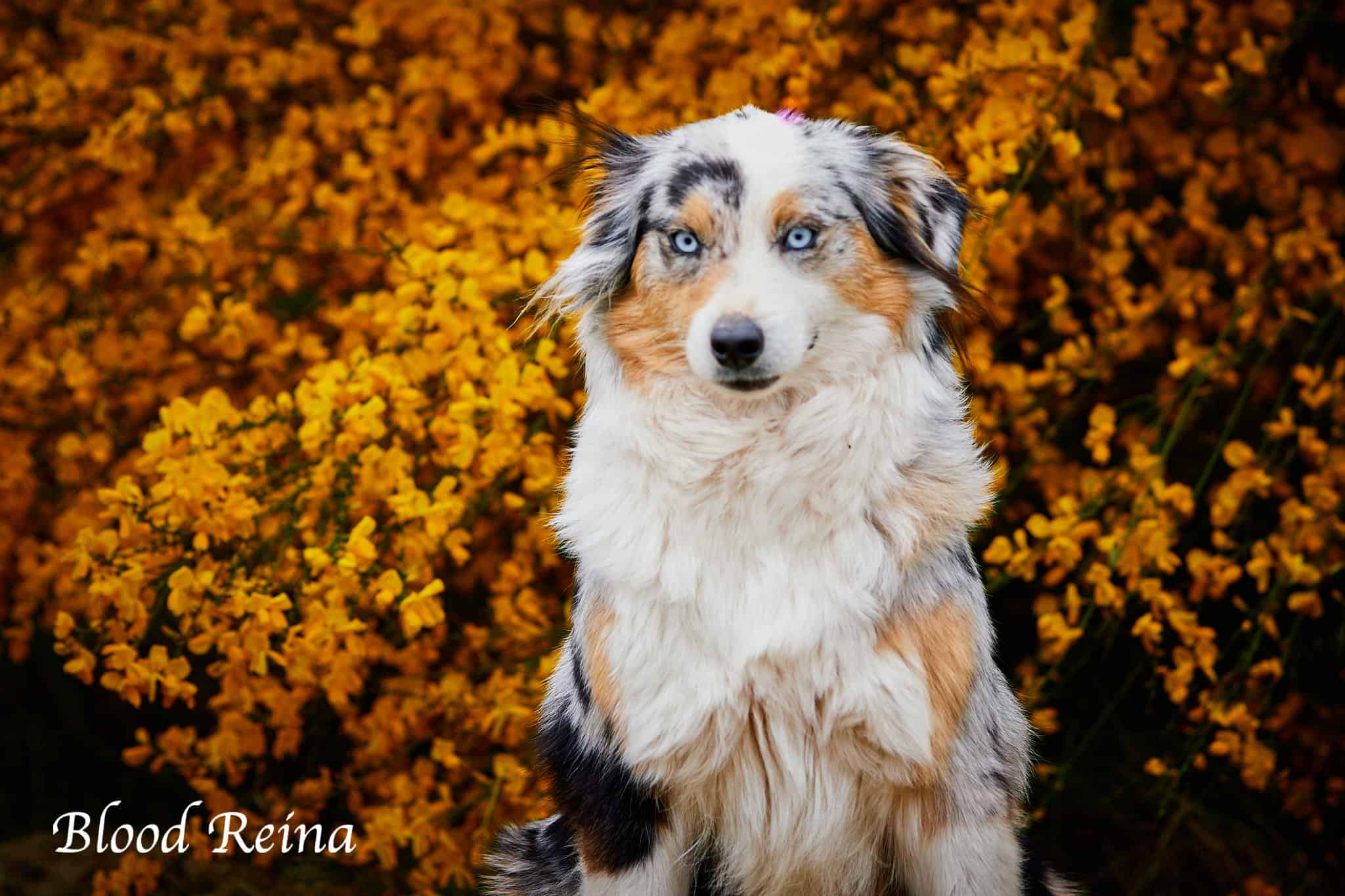 ARIZONA — lice Berger Américain Miniature