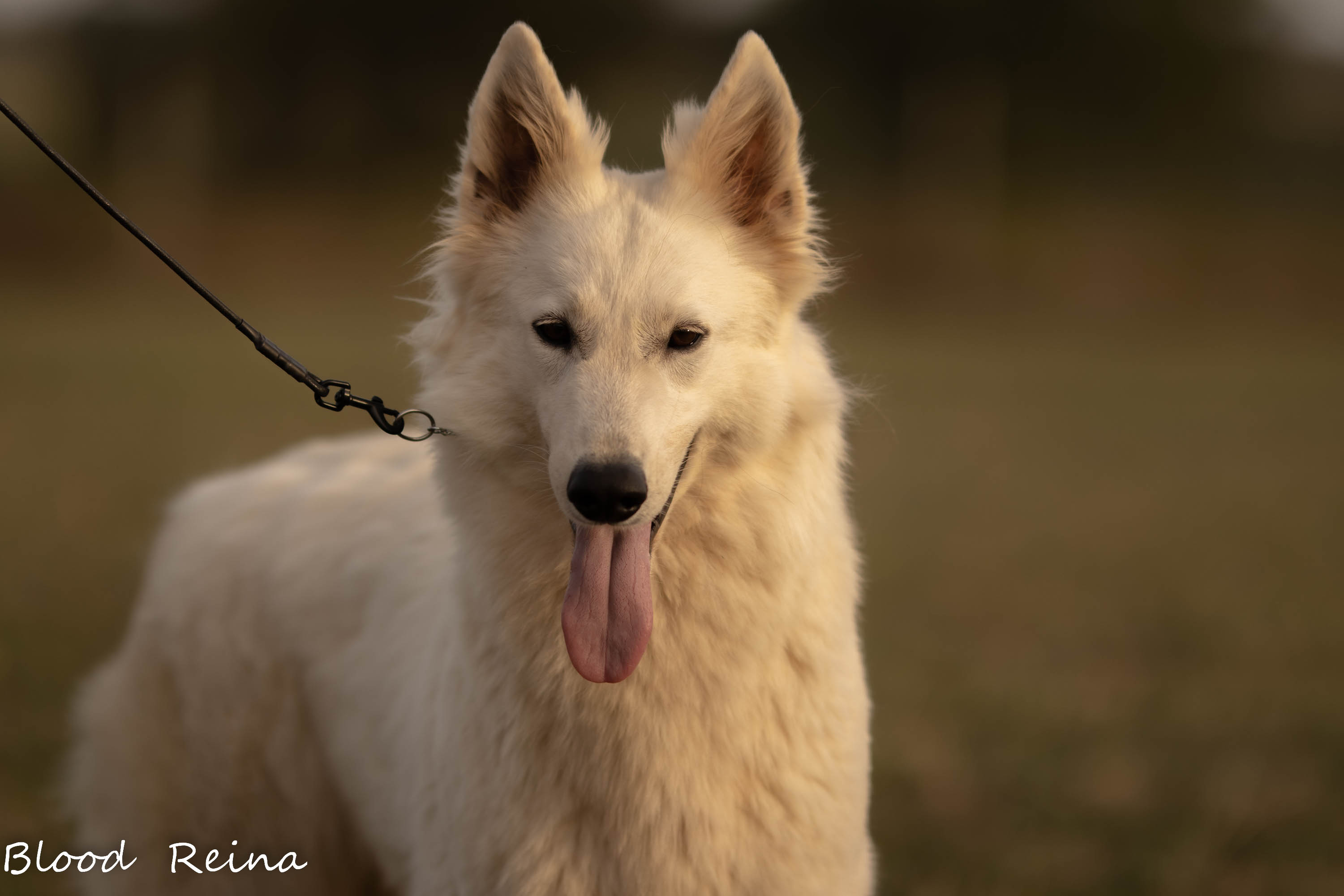Berger Blanc Suisse — Bloodreina pour Puy-de-Dôme