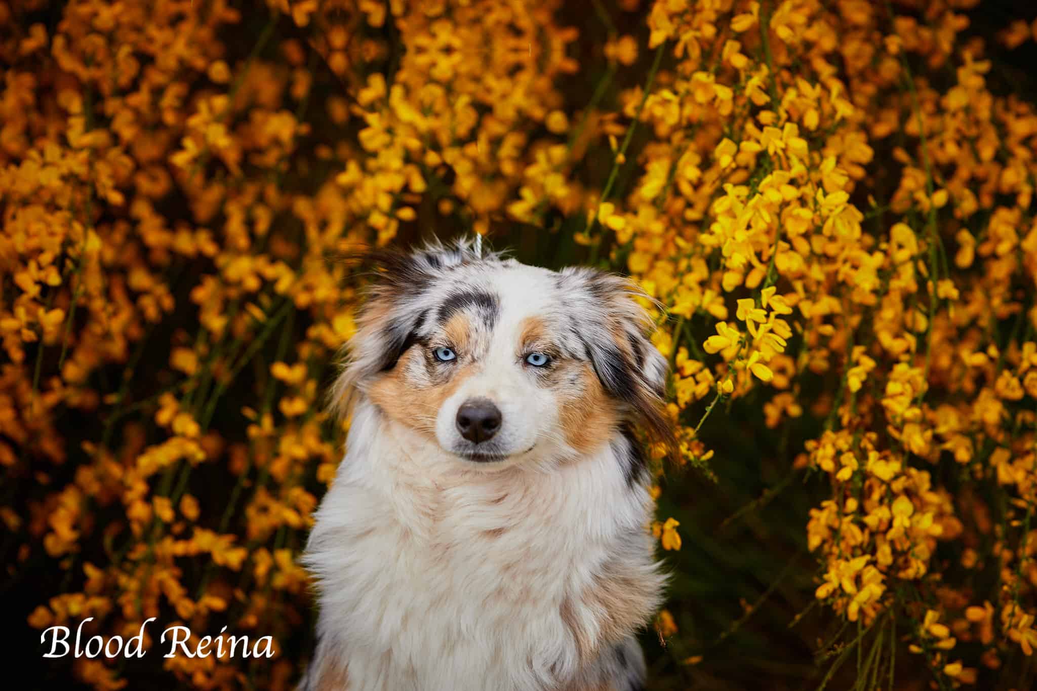 Berger Américain Miniature en appartement