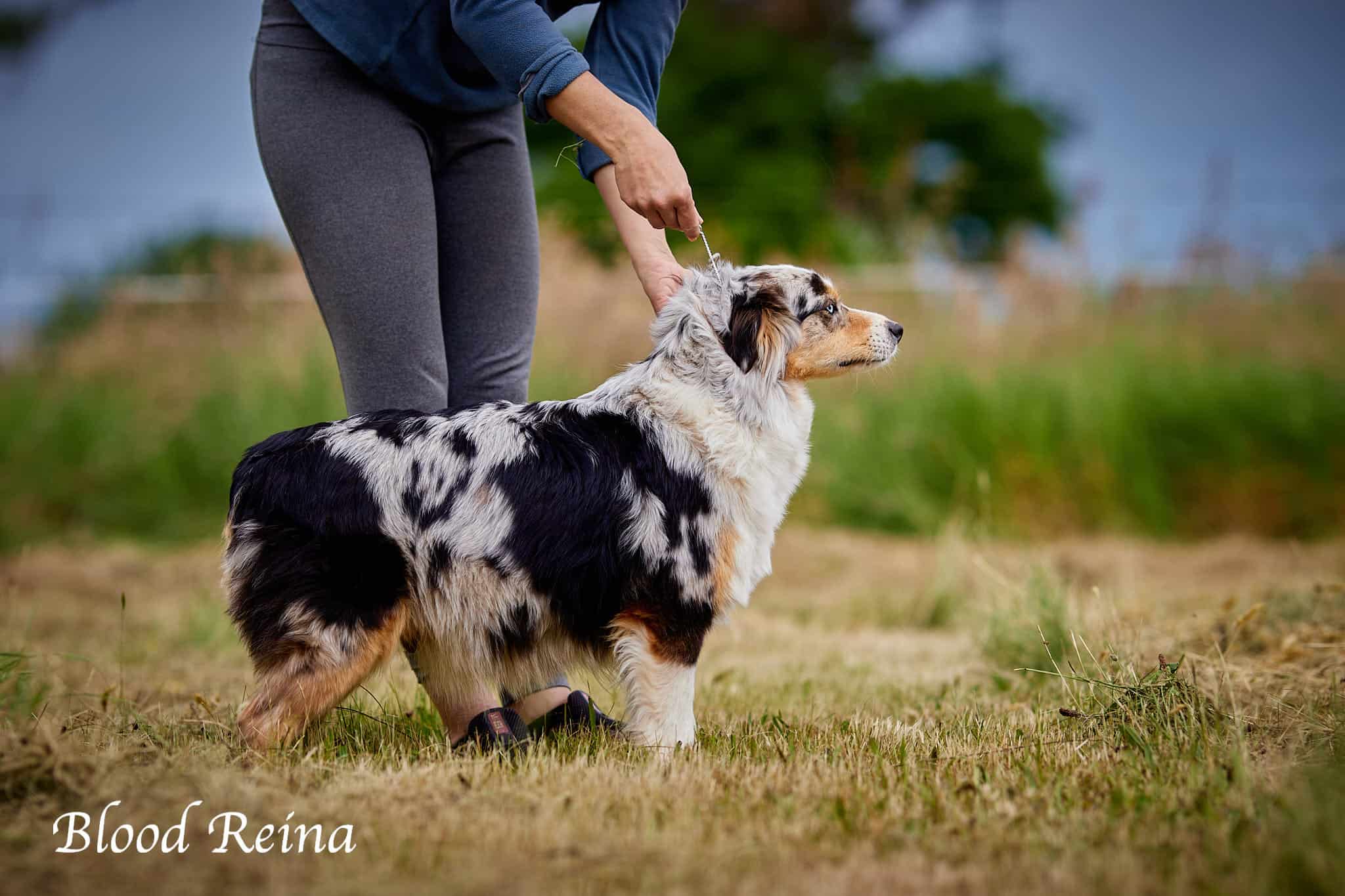 Berger Américain Miniature tests génétiques