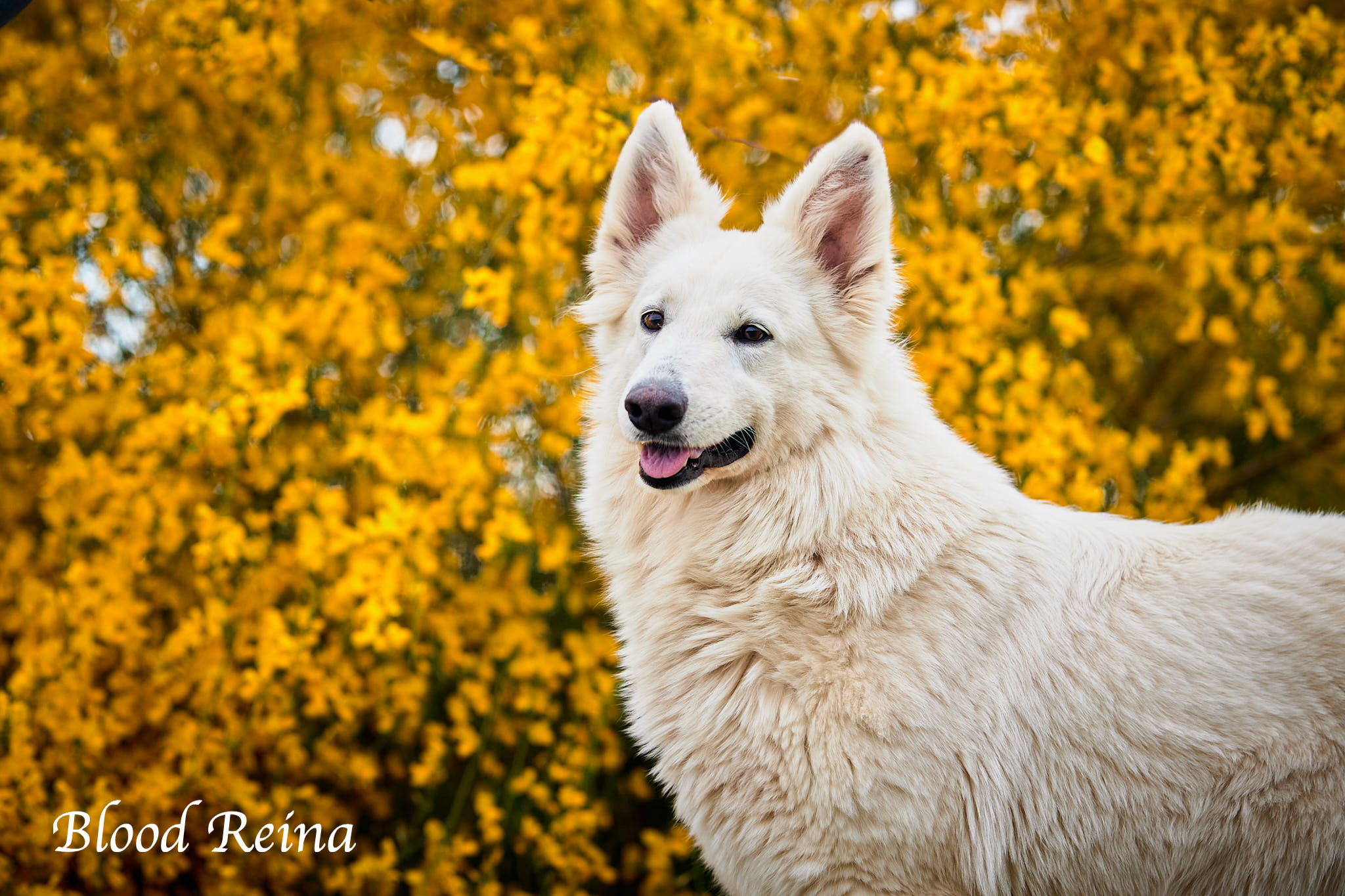 Berger Blanc Suisse — Bloodreina pour Val-d'Oise