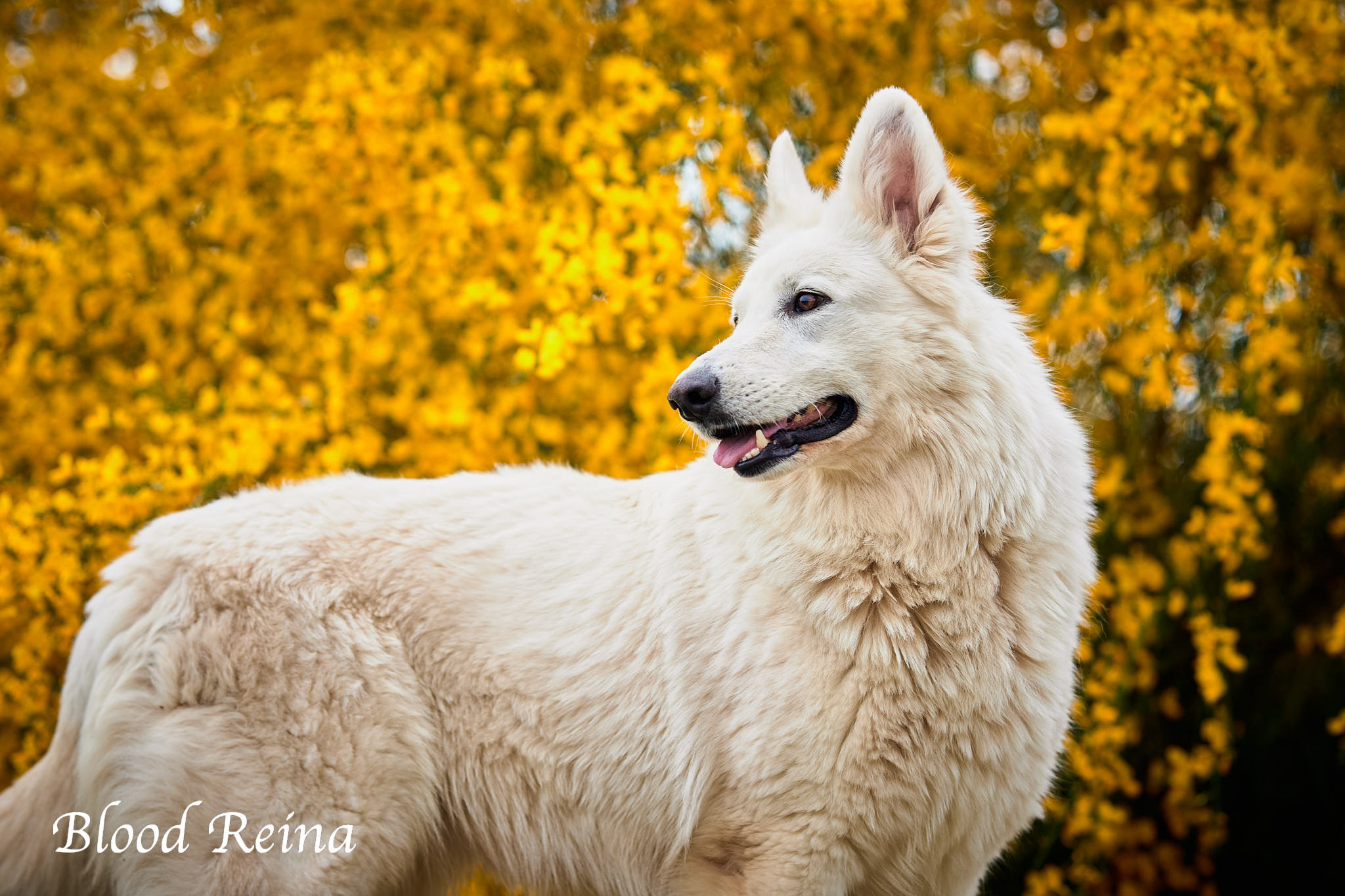 Berger Blanc Suisse Bloodreina