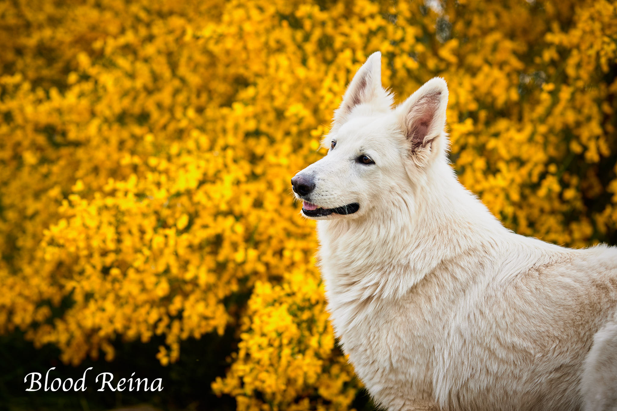 Berger Blanc Suisse — Bloodreina pour Haute-Savoie